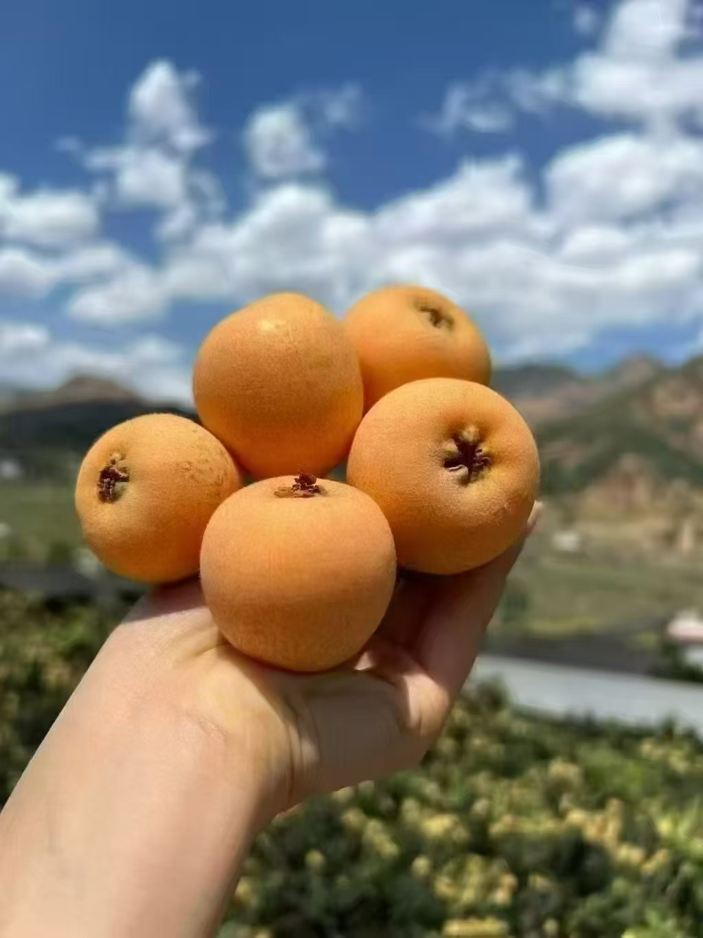 图片附件