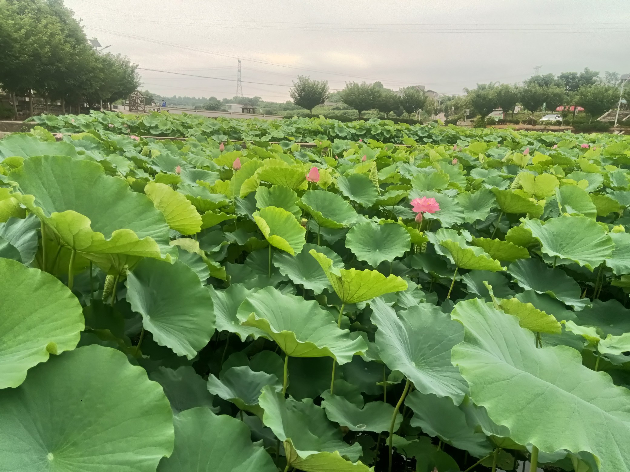 图片附件