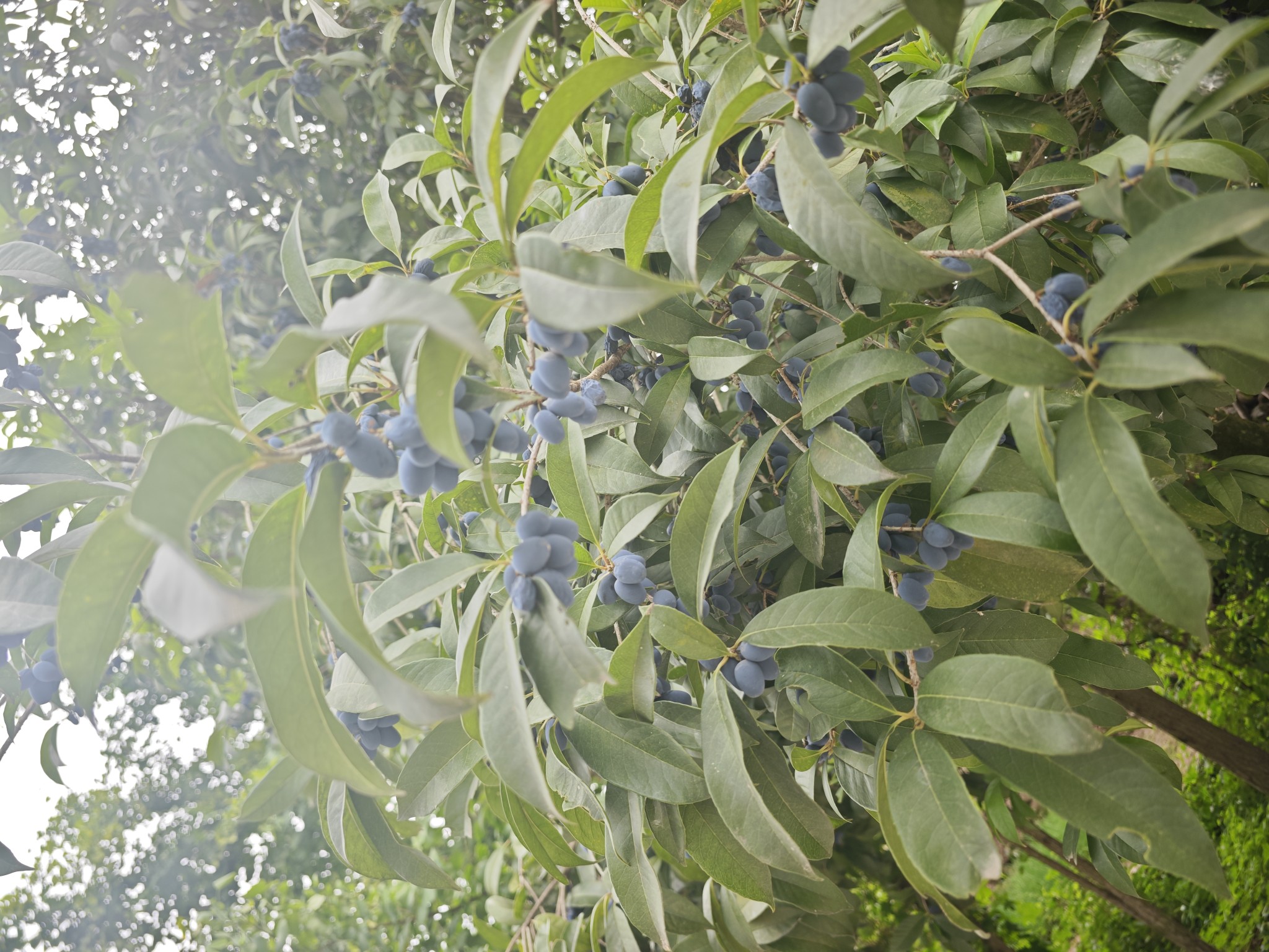 图片附件