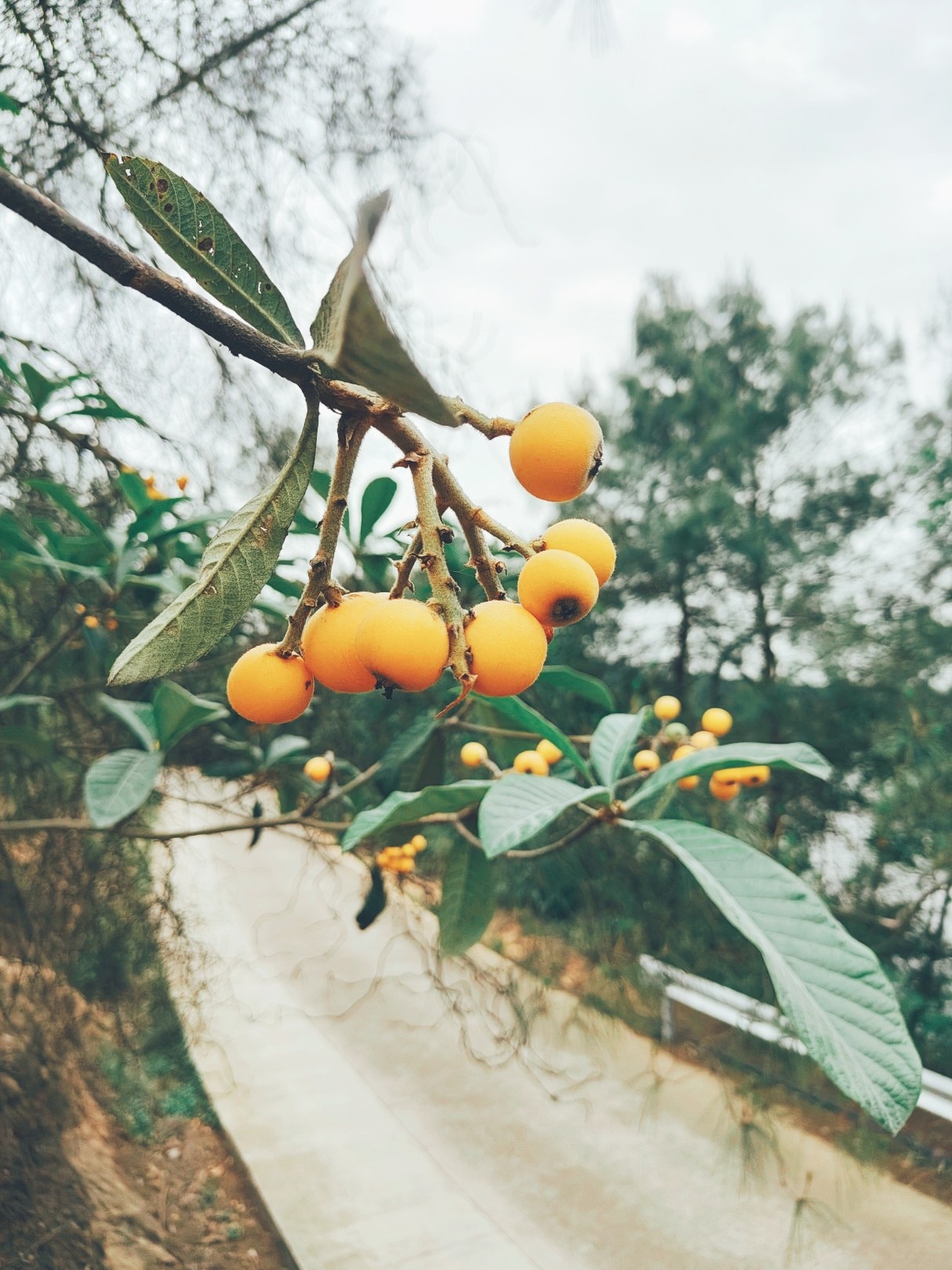 图片附件