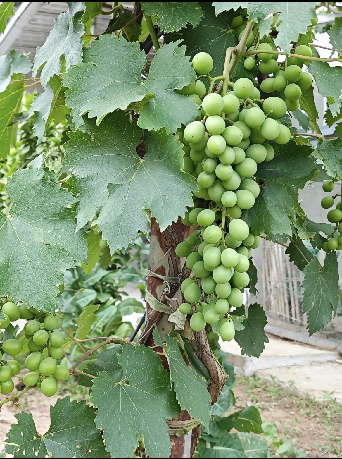 图片附件