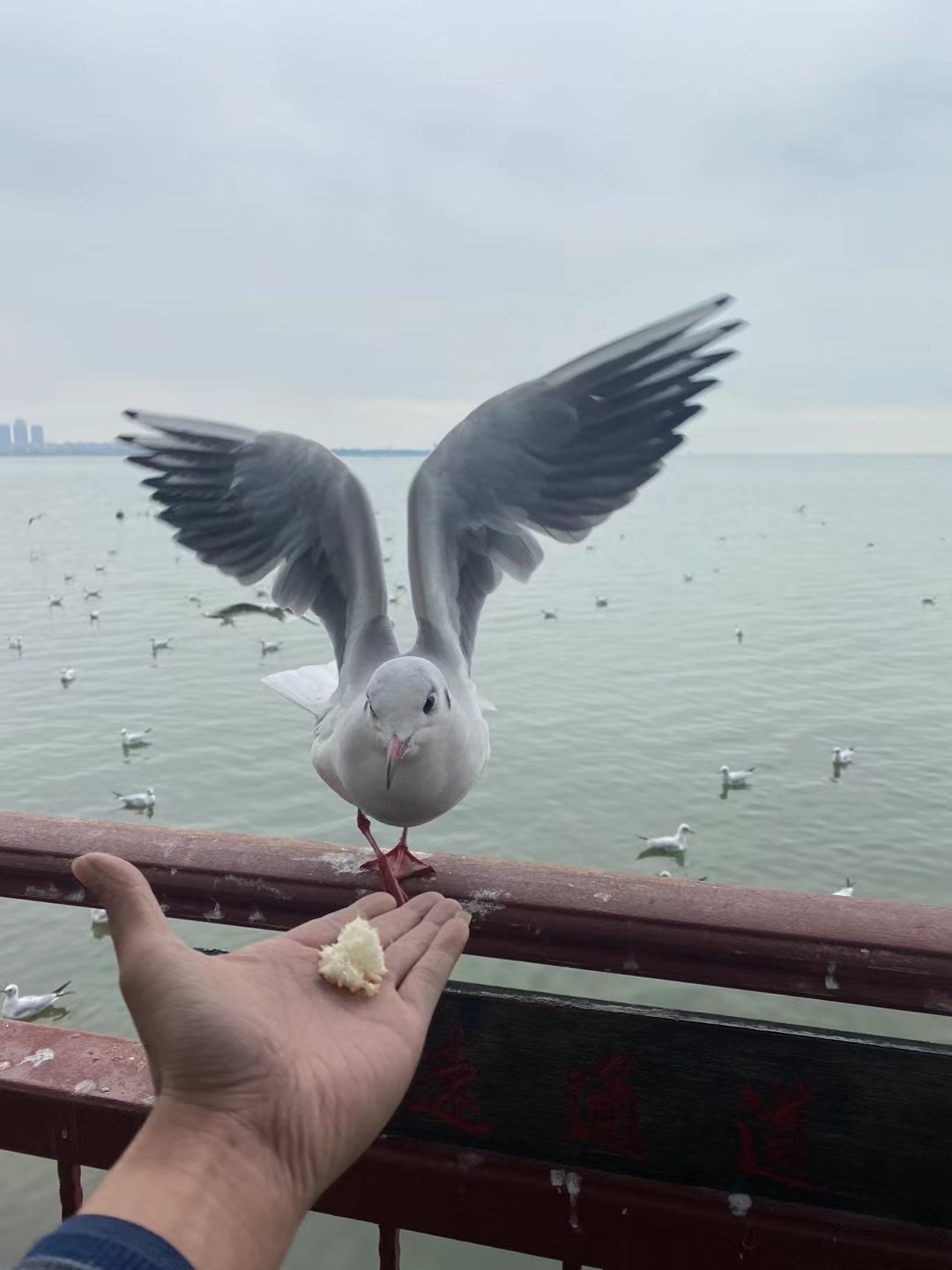 图片附件