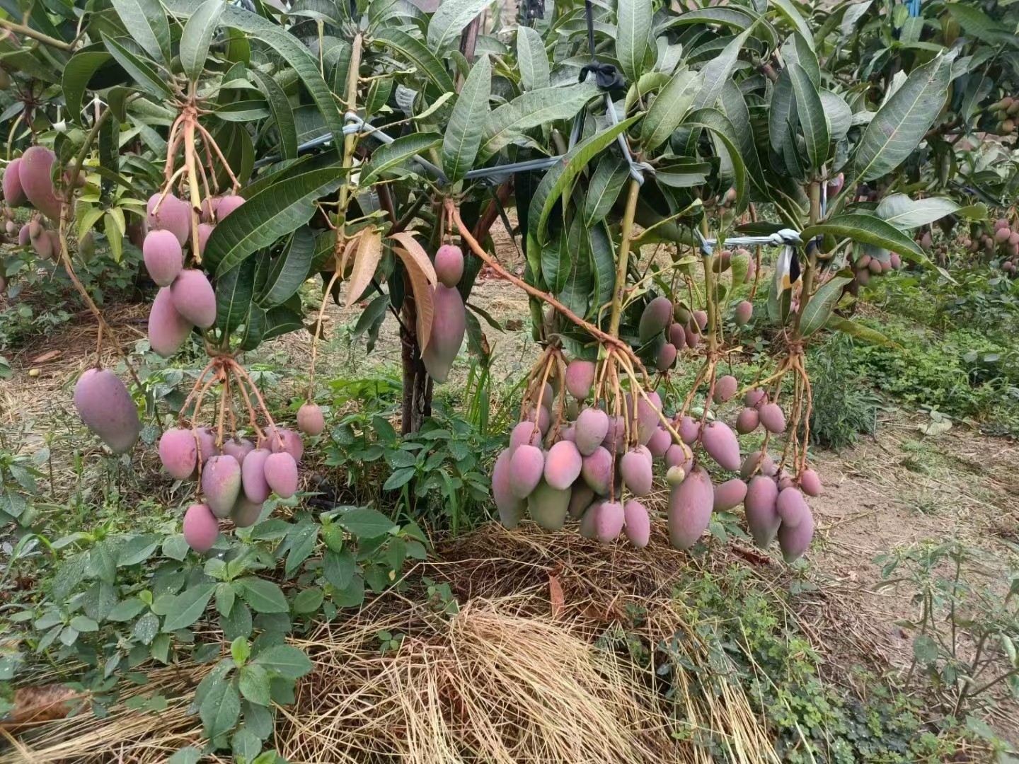 图片附件