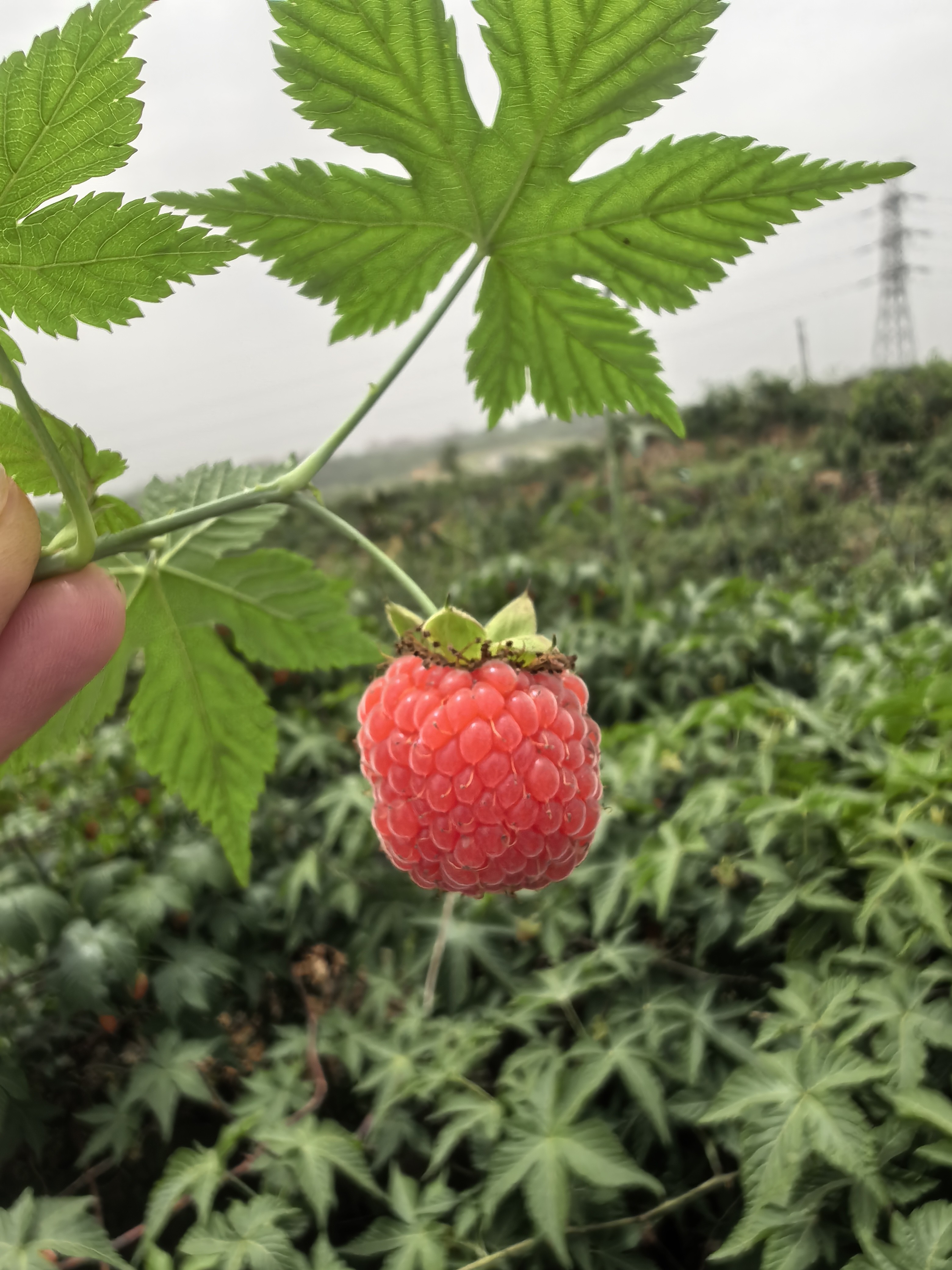 图片附件