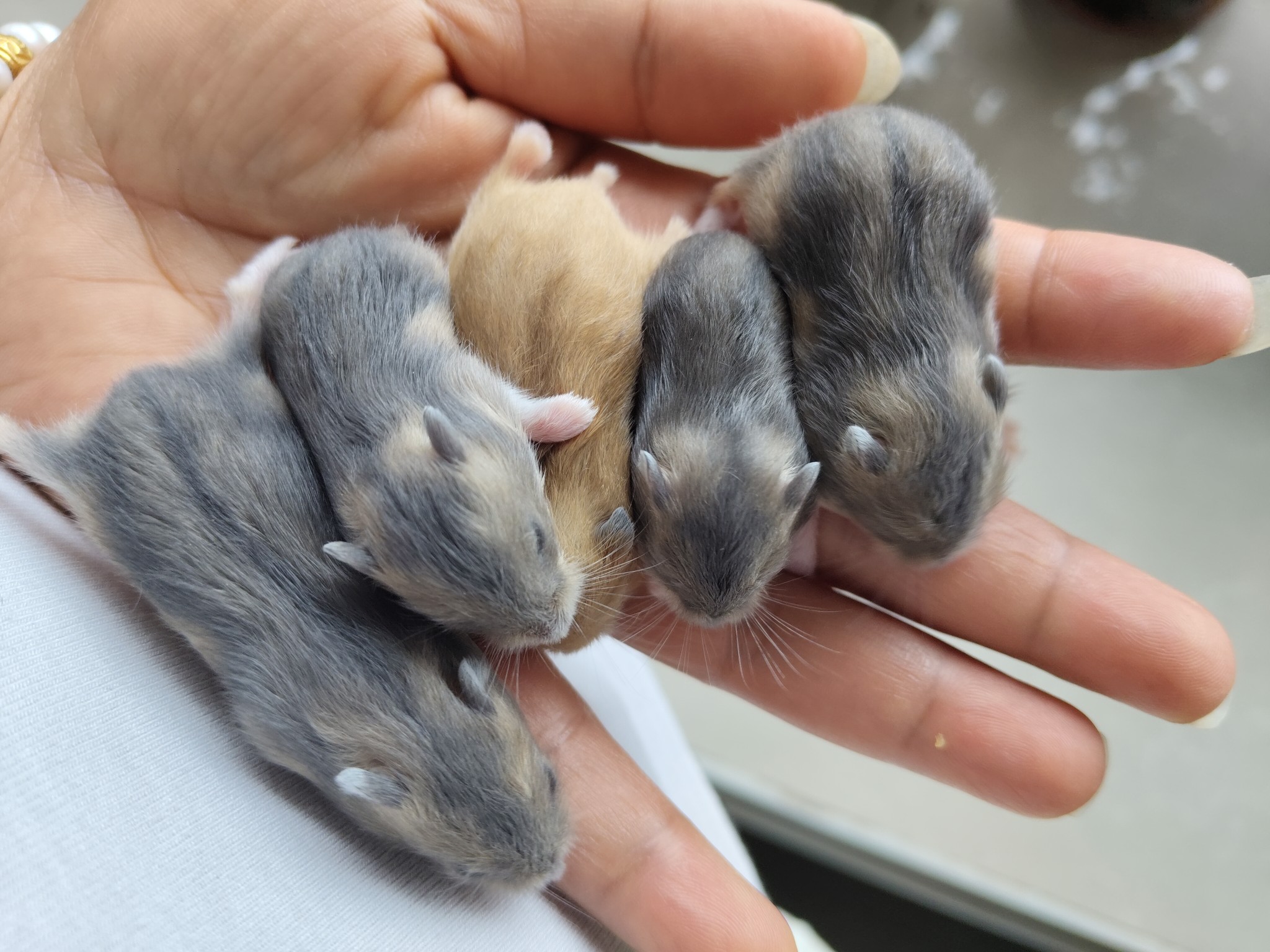 图片附件