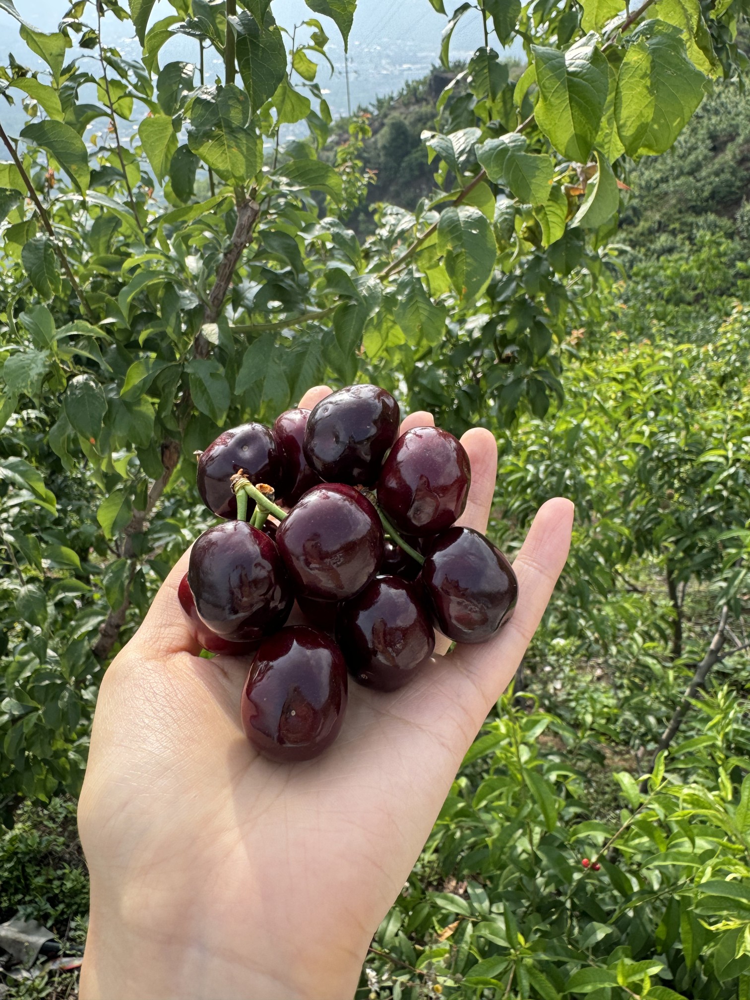 图片附件