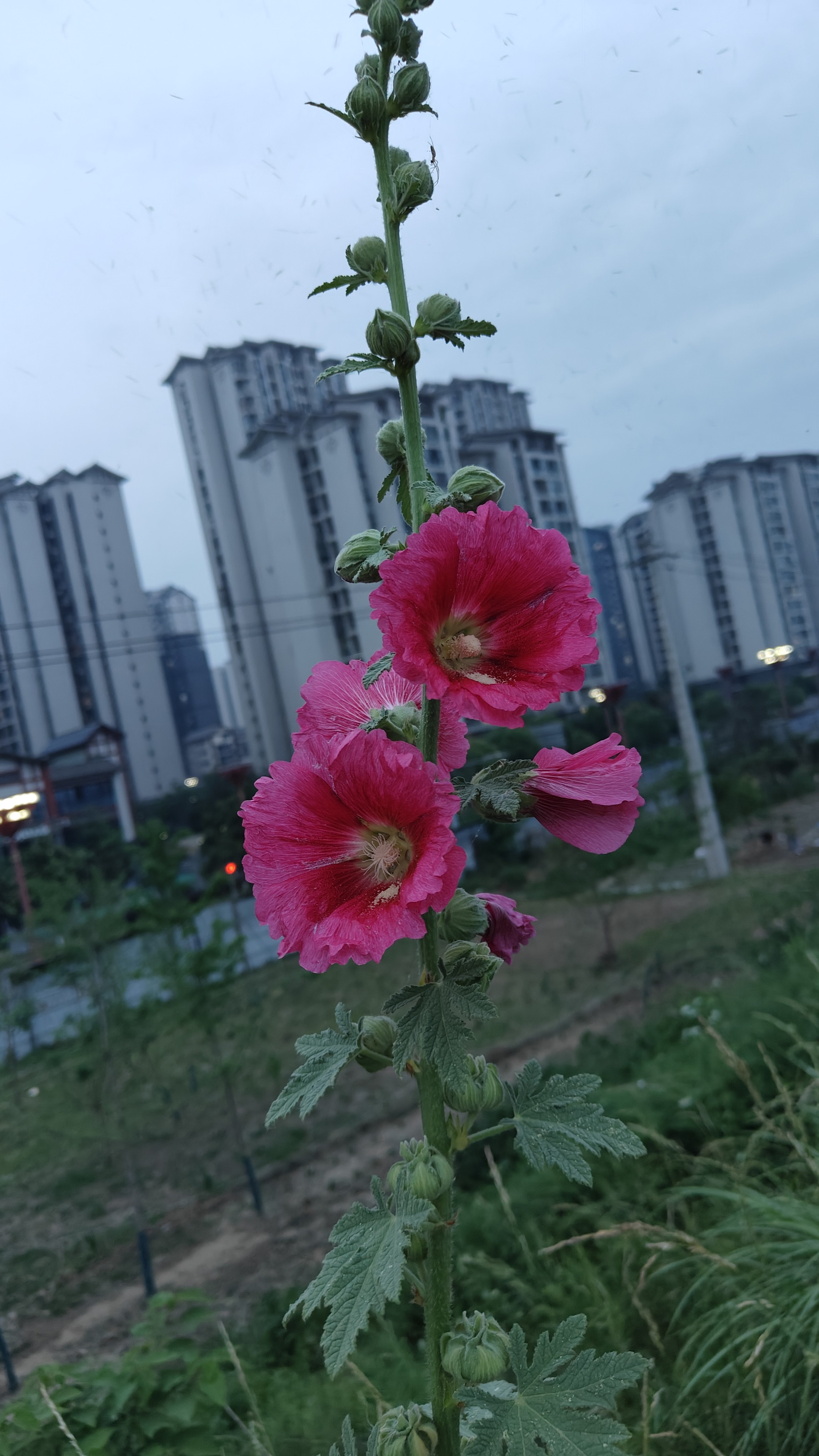 图片附件