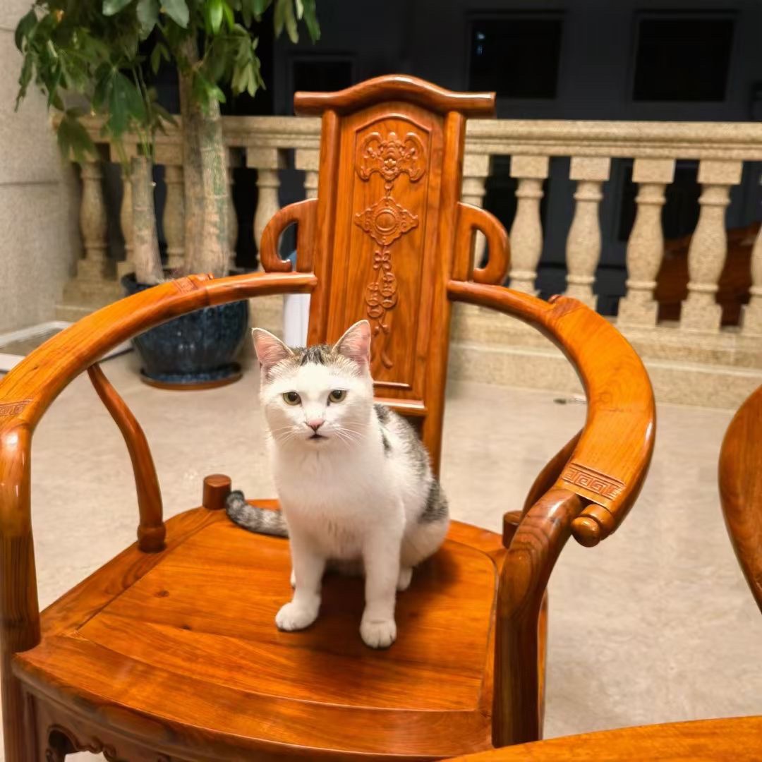 图片附件