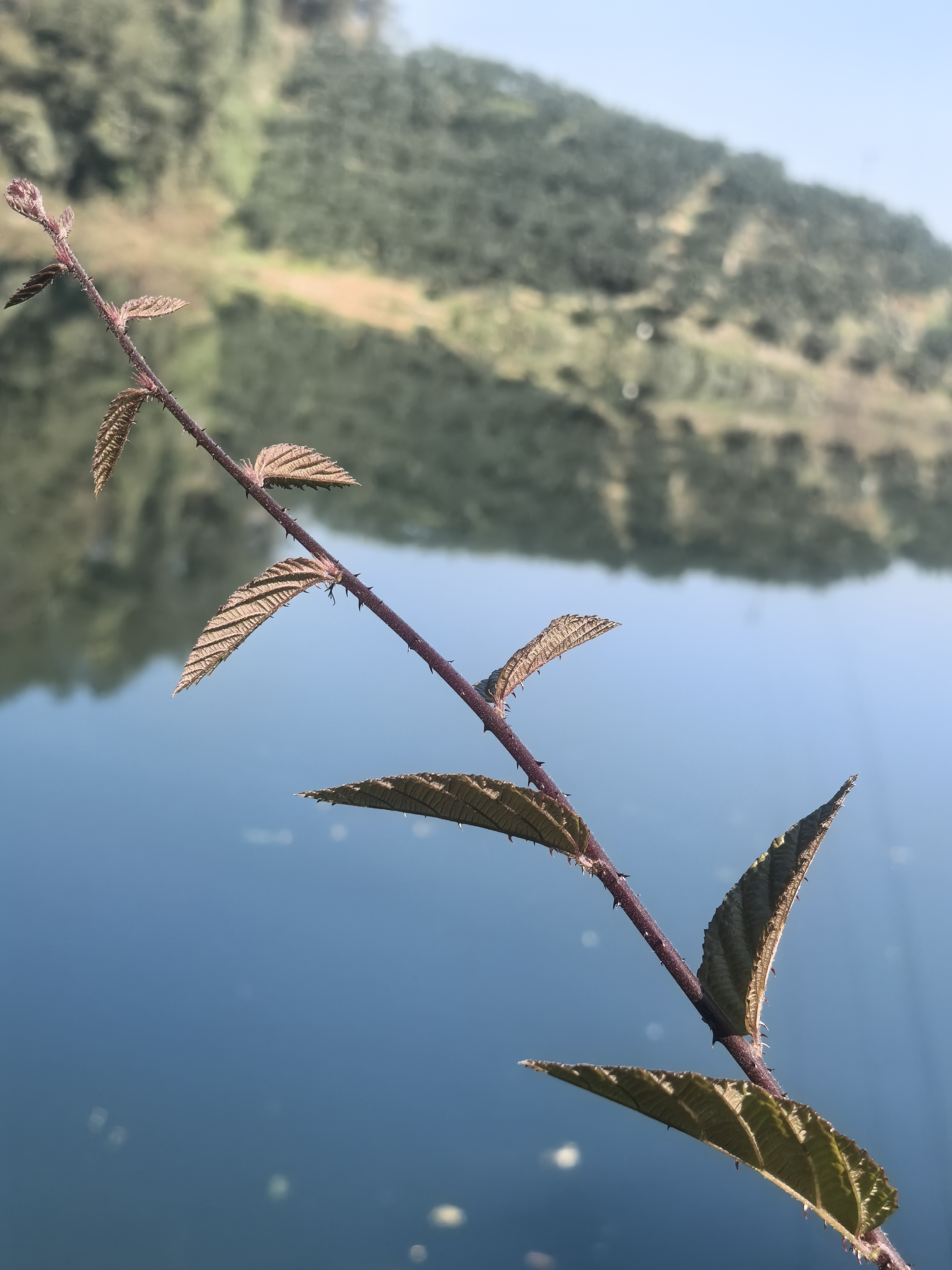 图片附件