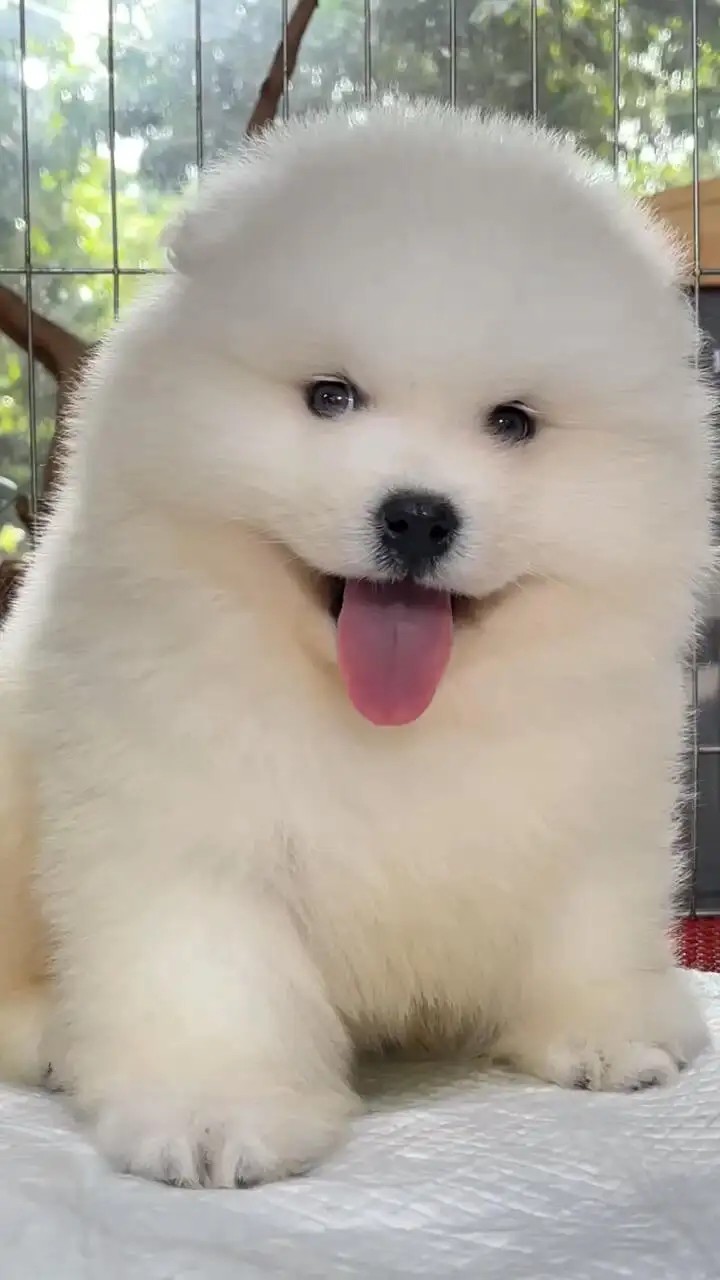 图片附件
