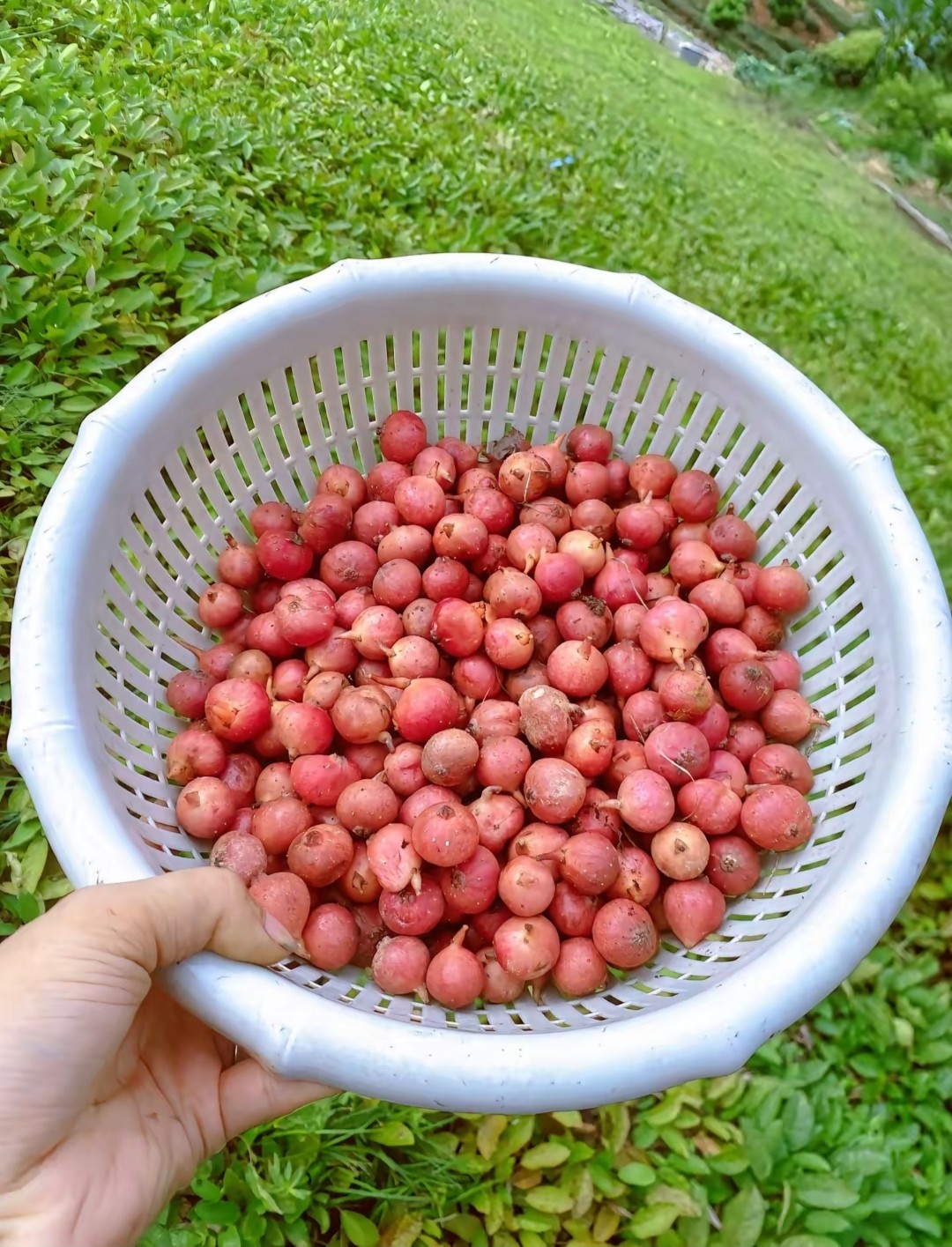 图片附件