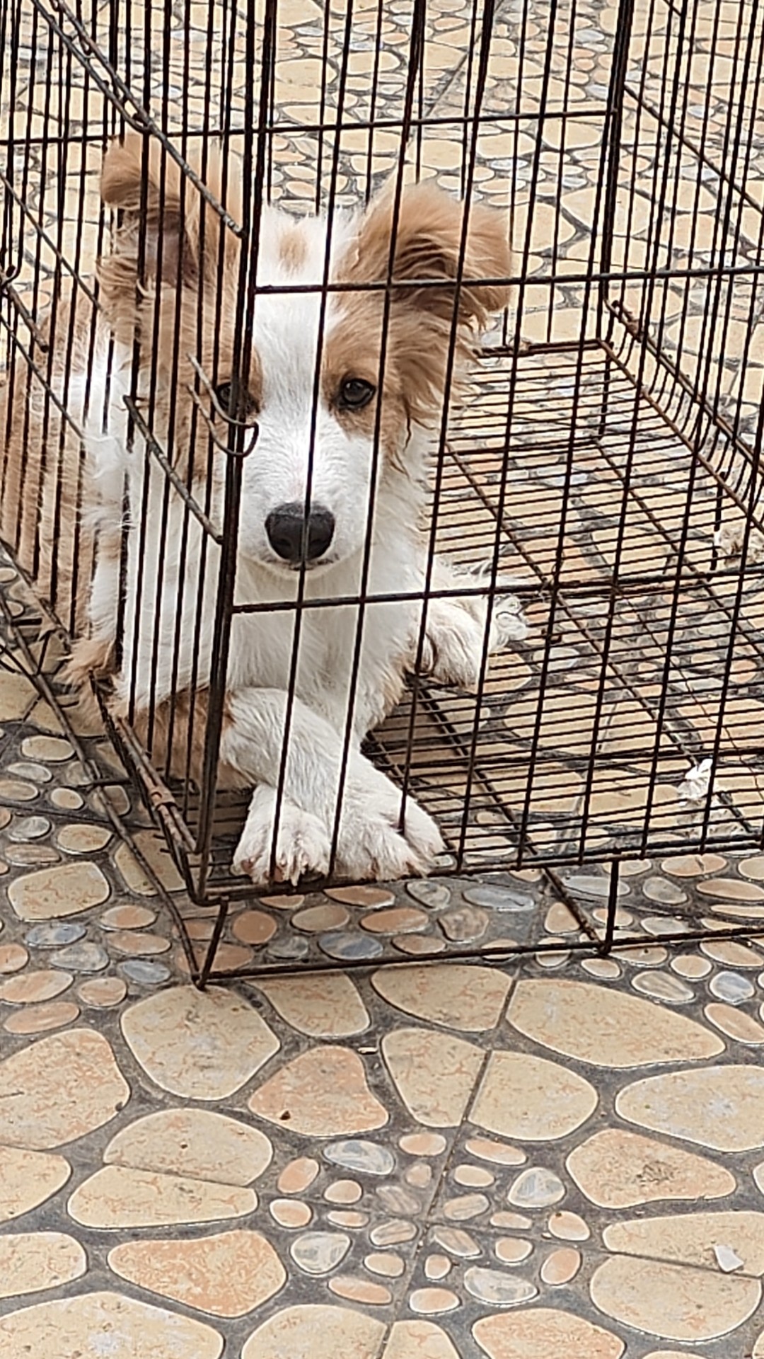 图片附件