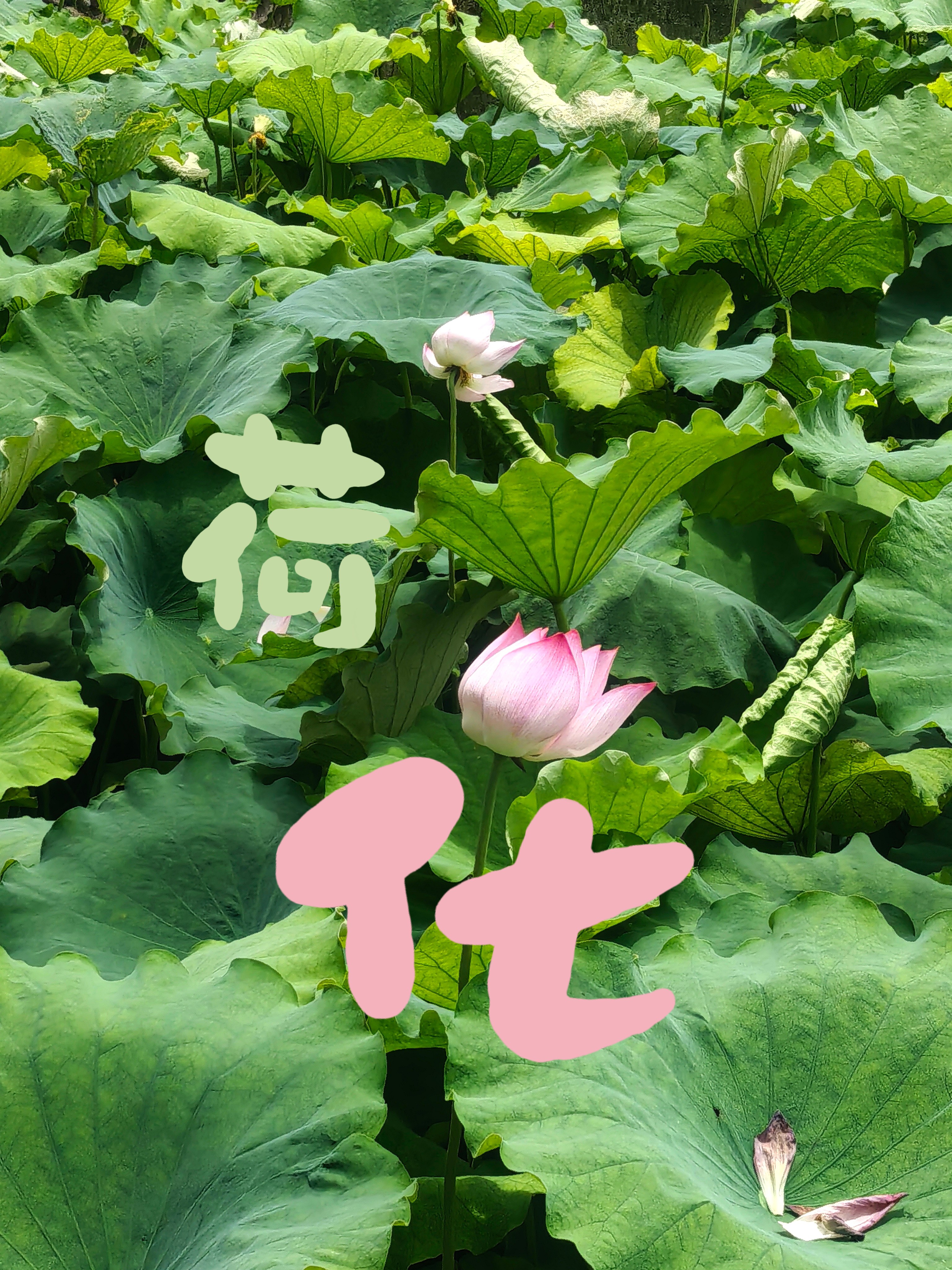 图片附件