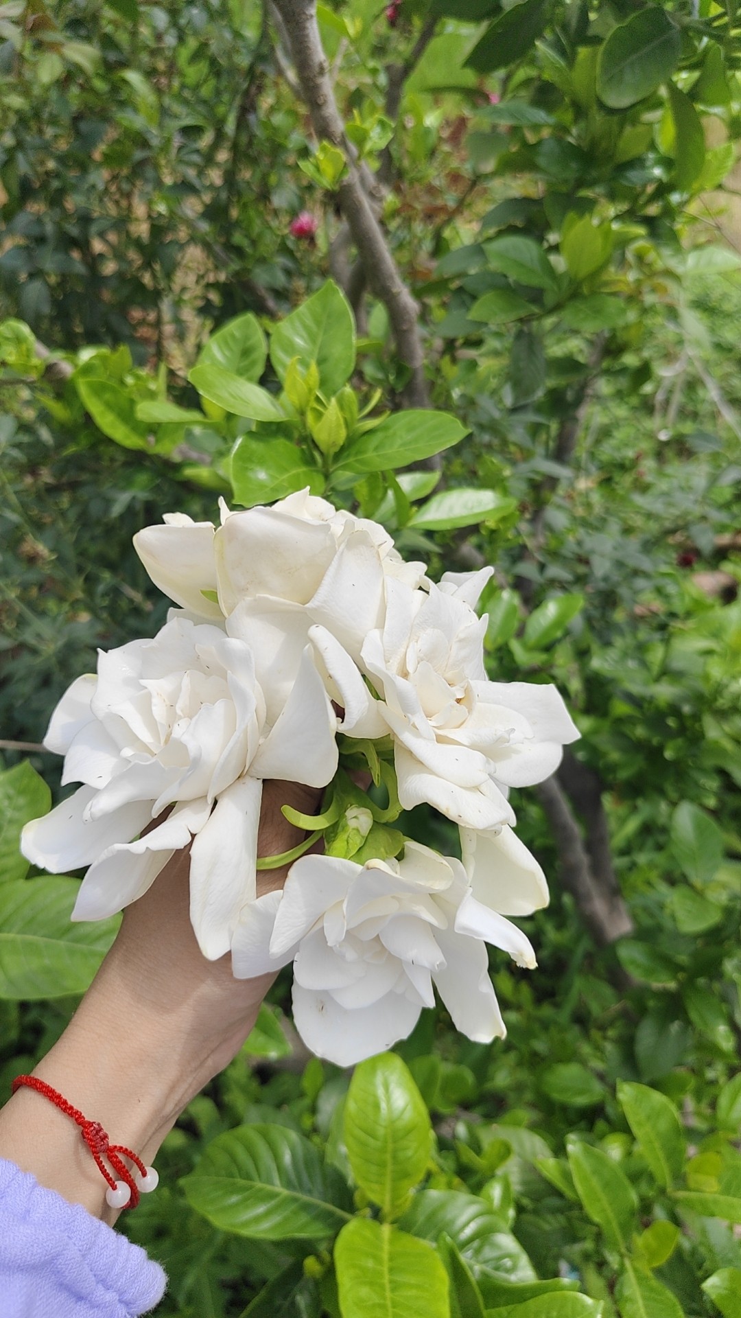 图片附件