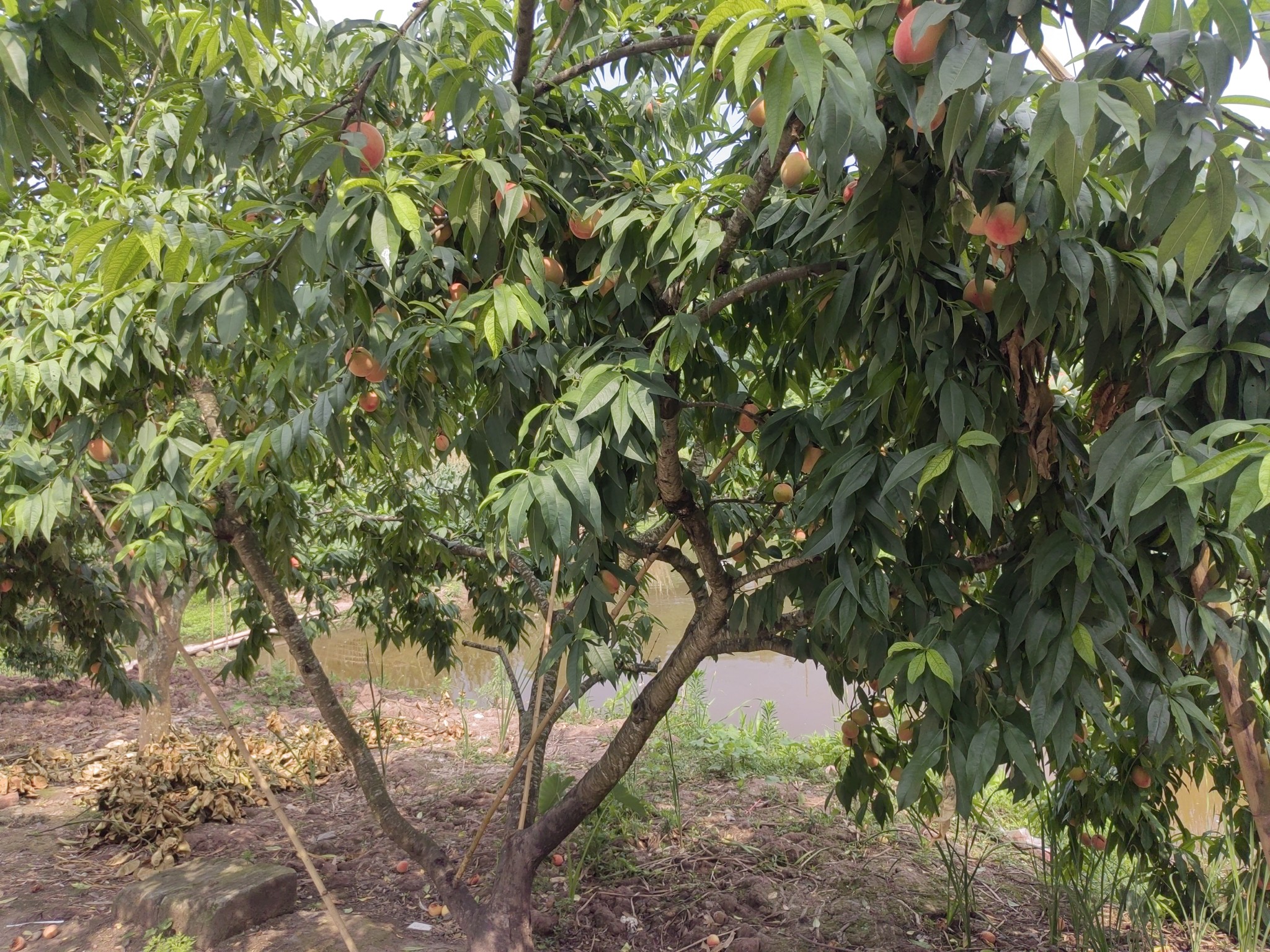 图片附件