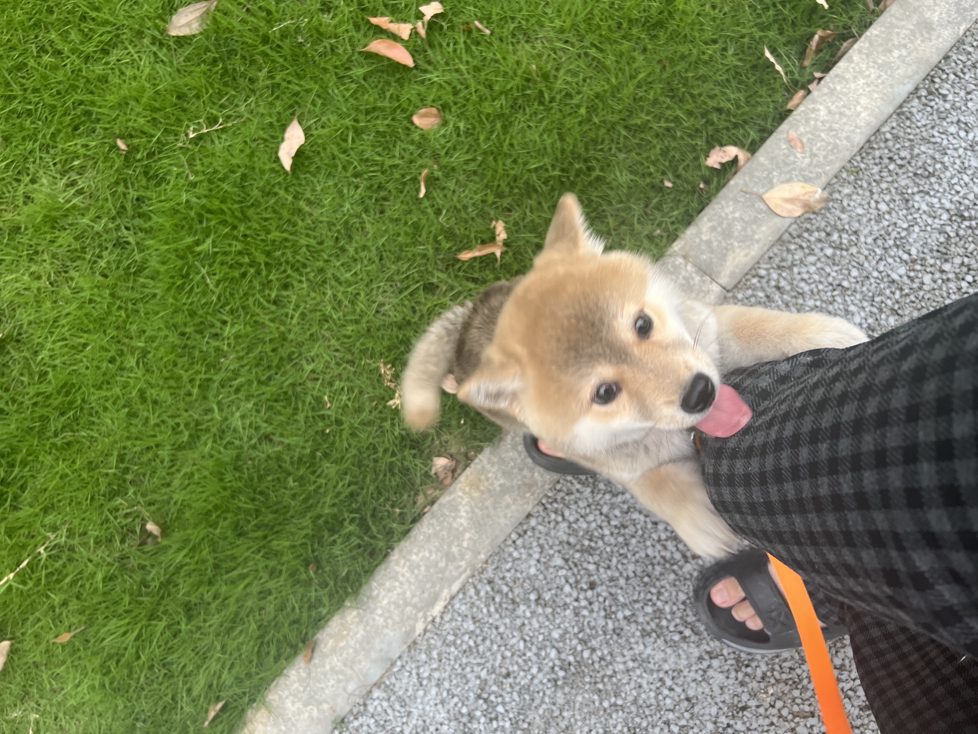图片附件