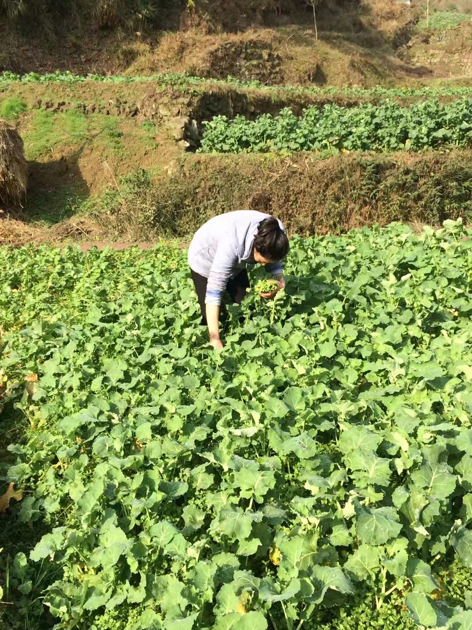 图片附件