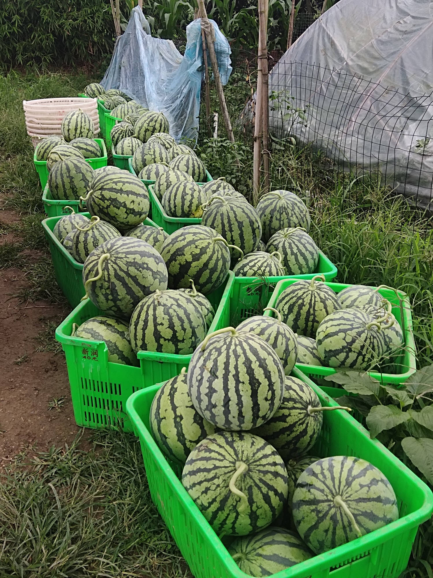 图片附件