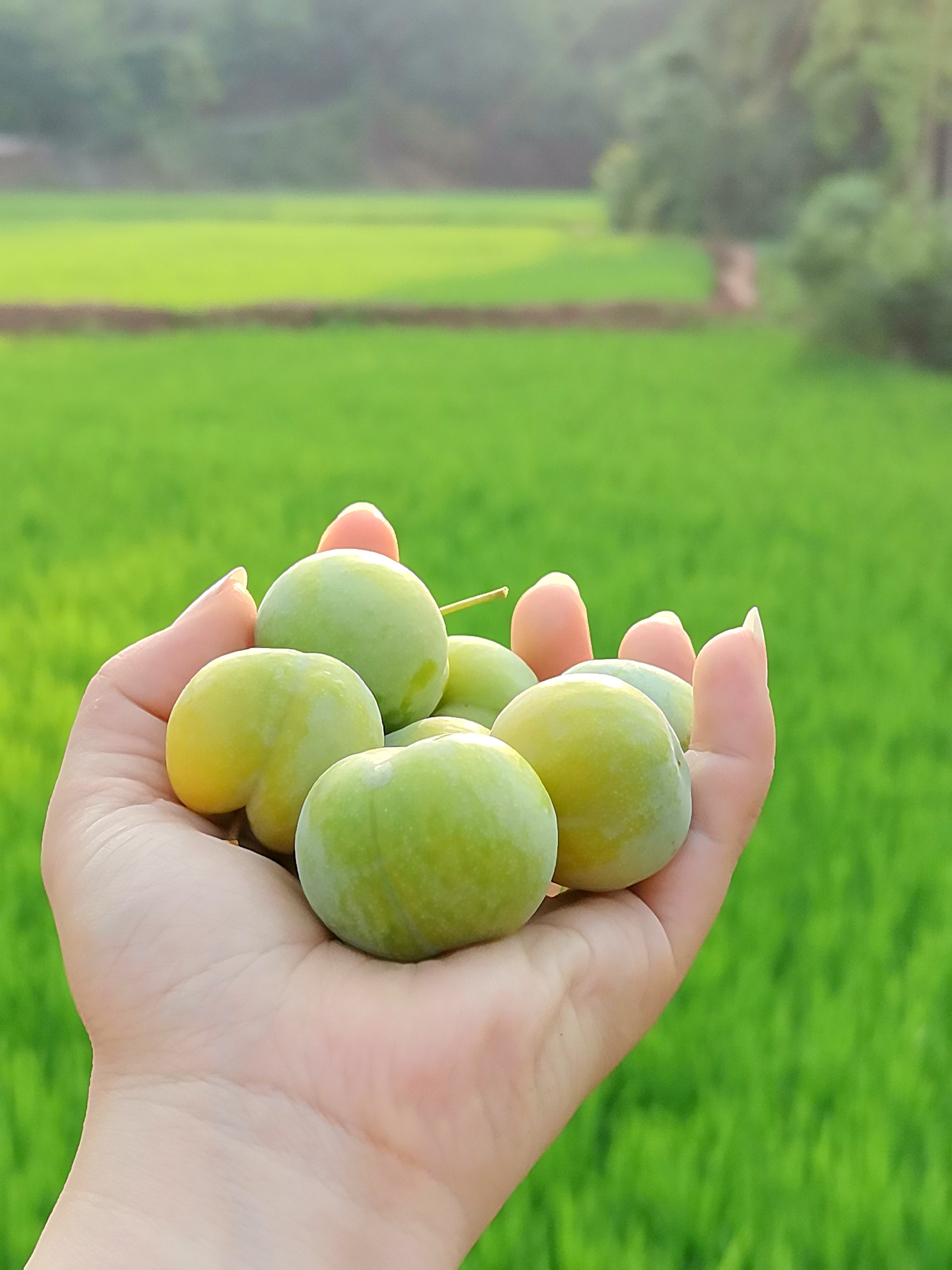图片附件
