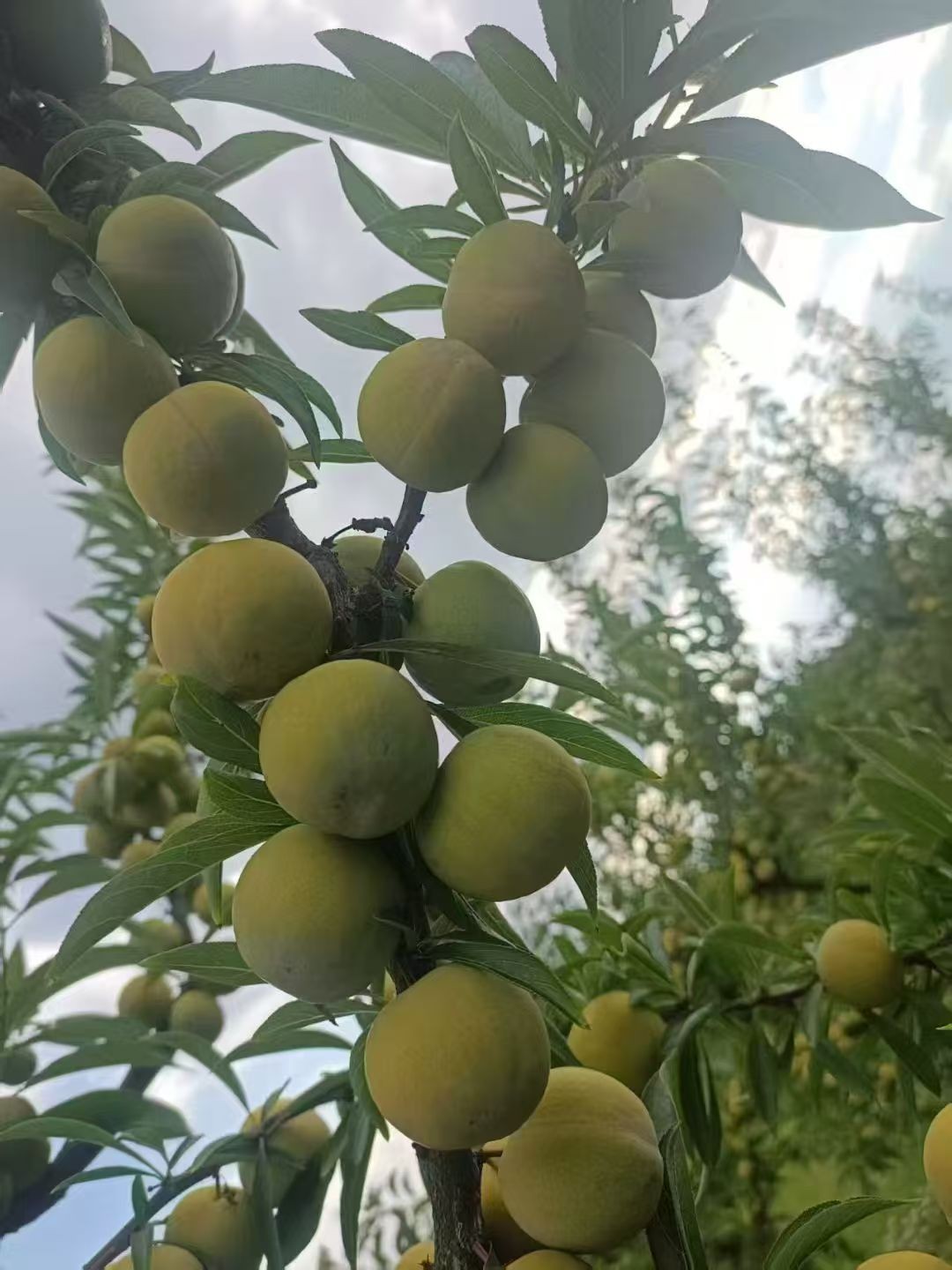 图片附件