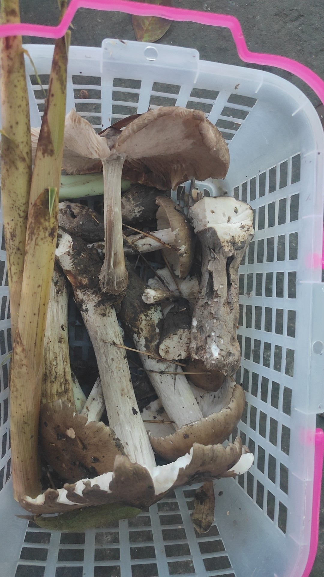 图片附件