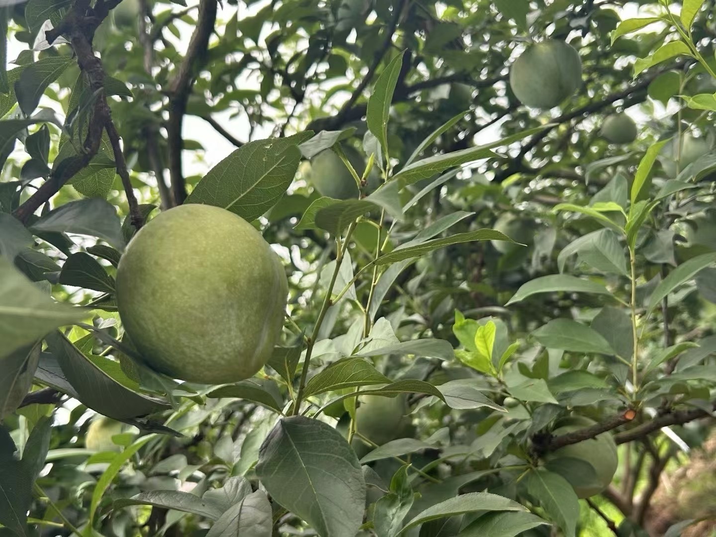 图片附件