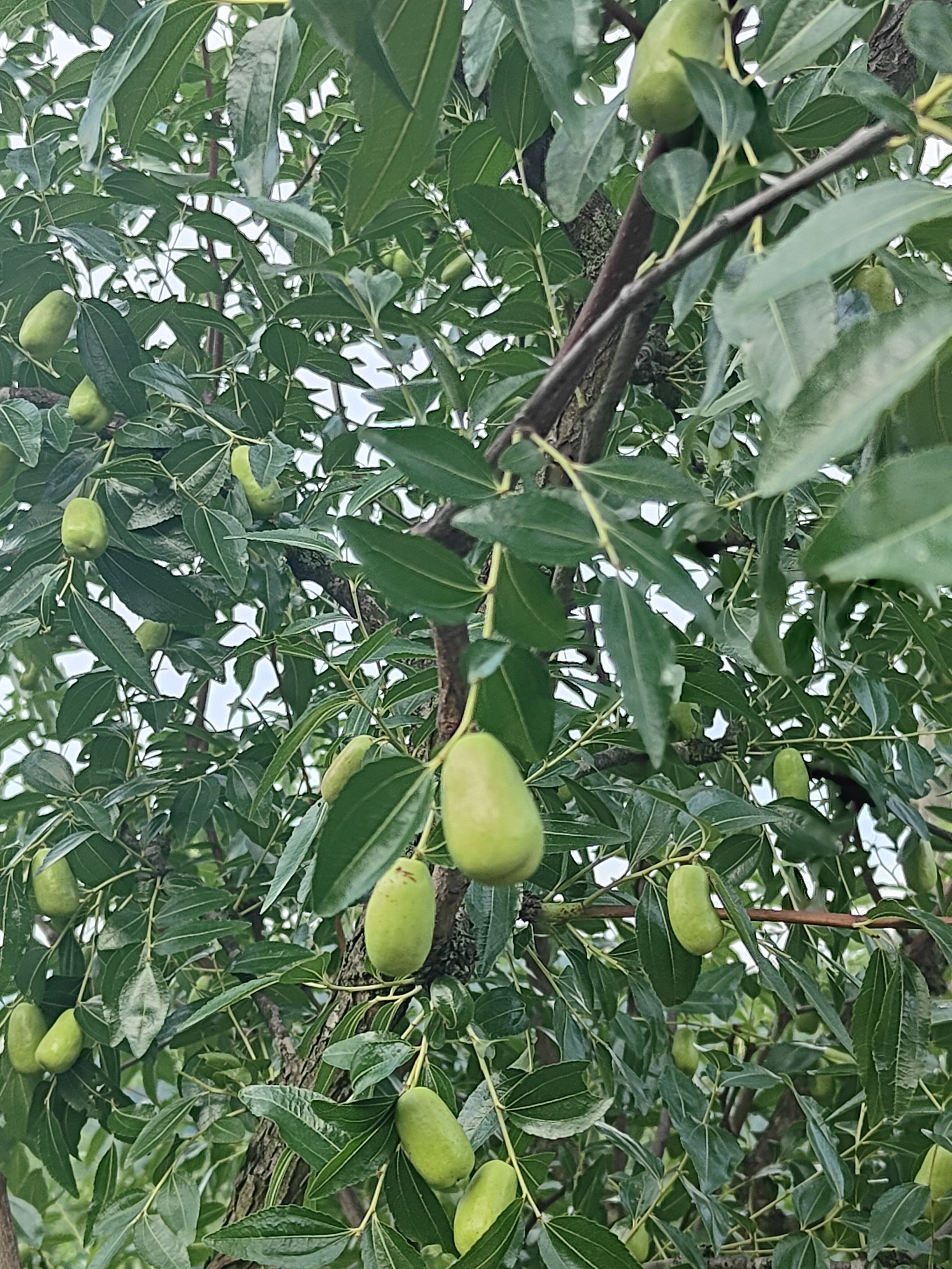 图片附件