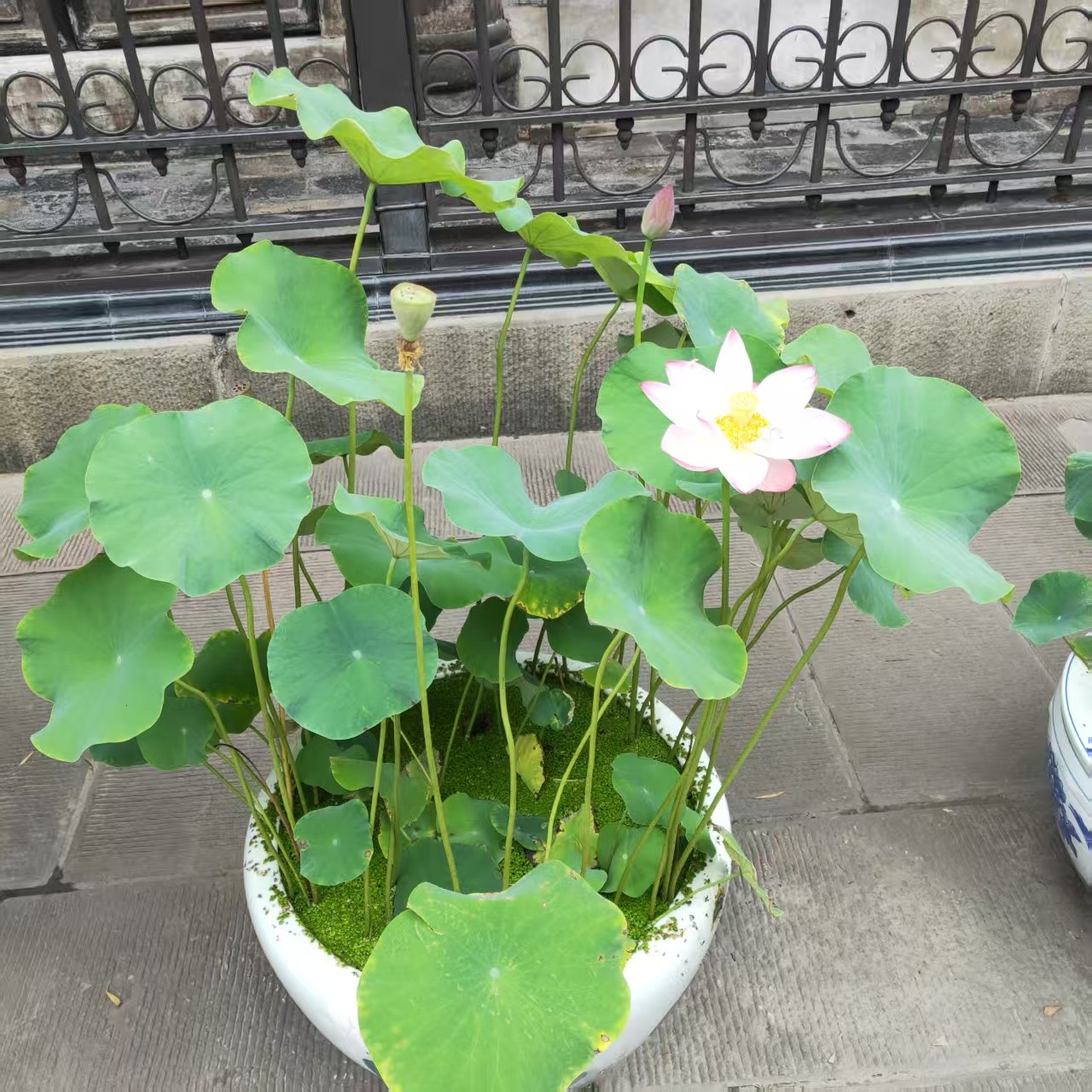图片附件