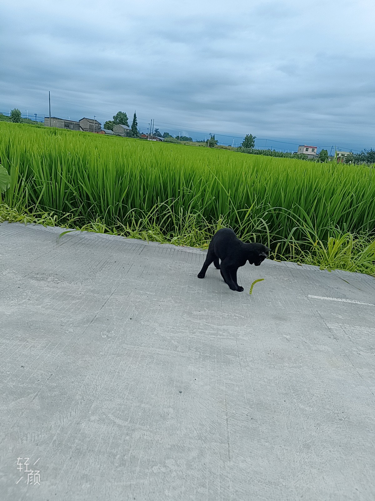图片附件
