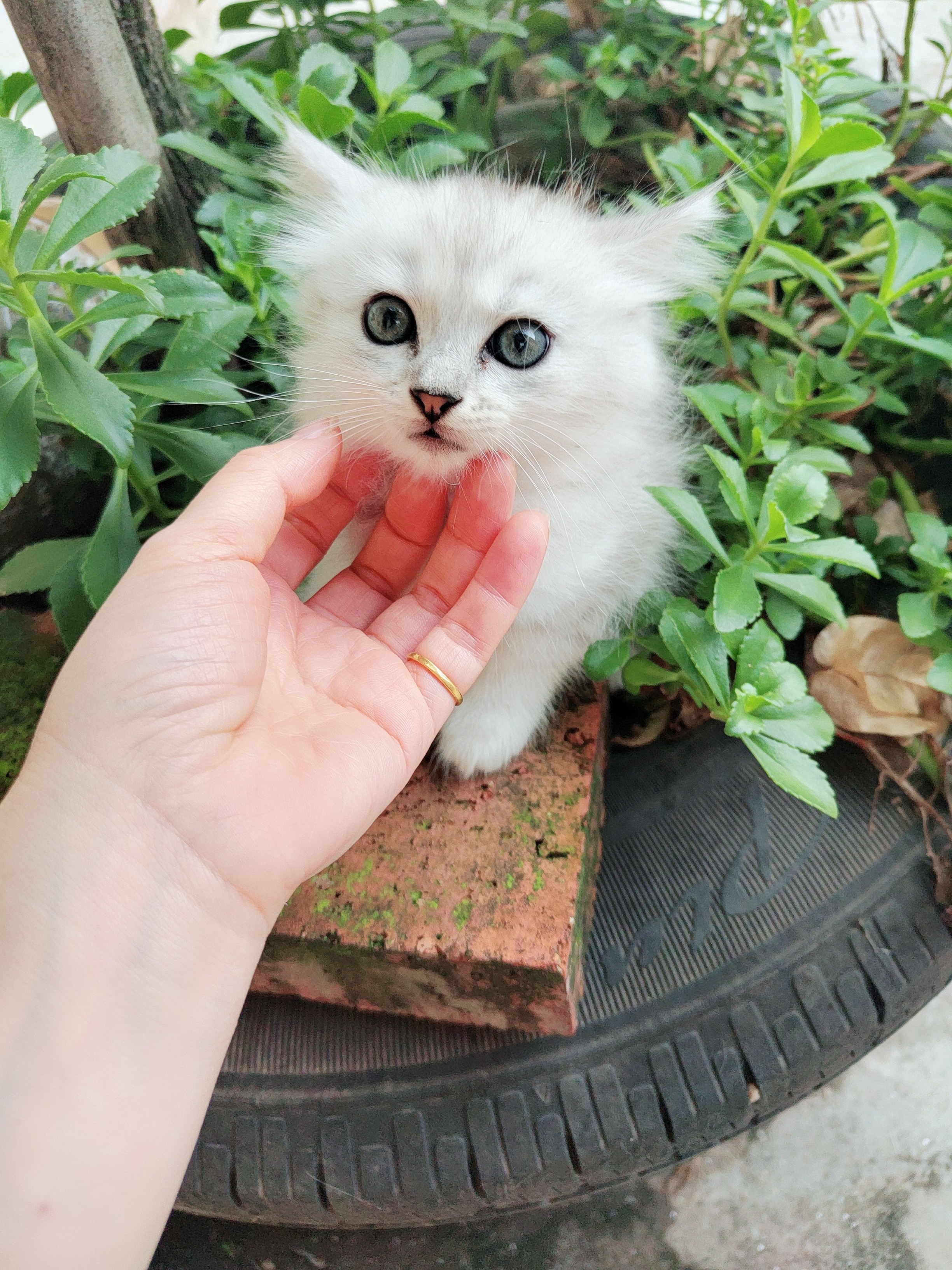 图片附件