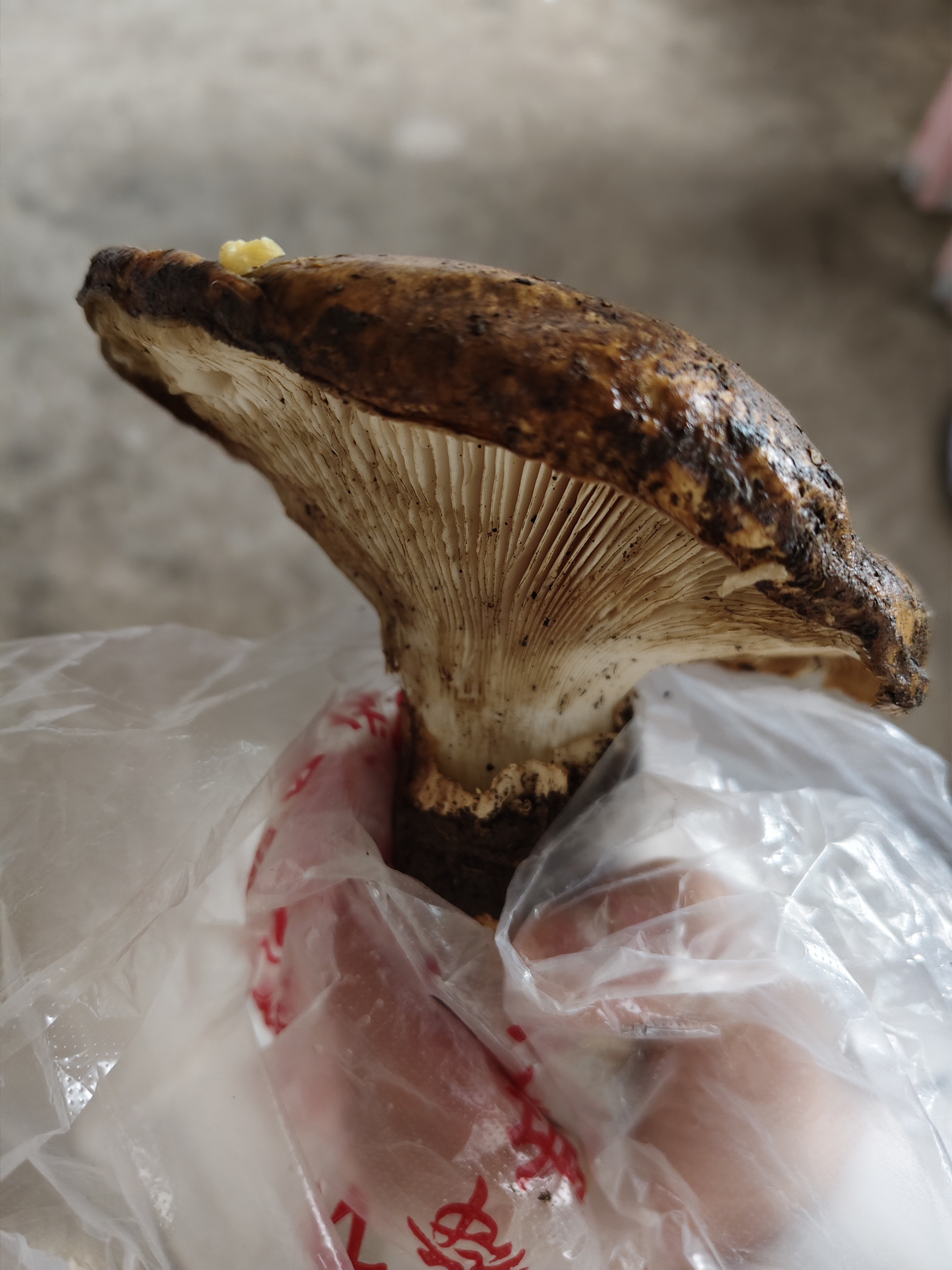 图片附件
