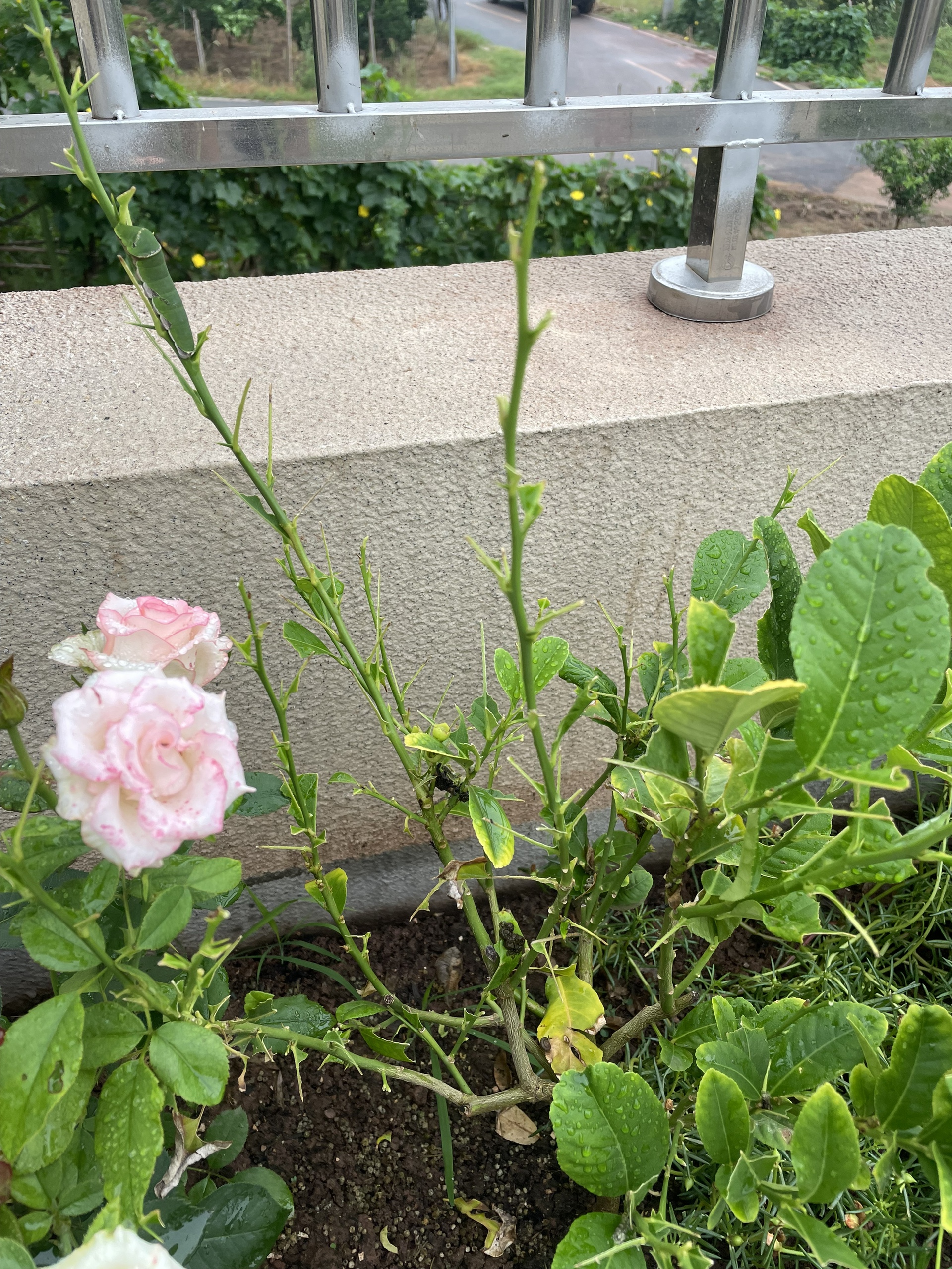 图片附件