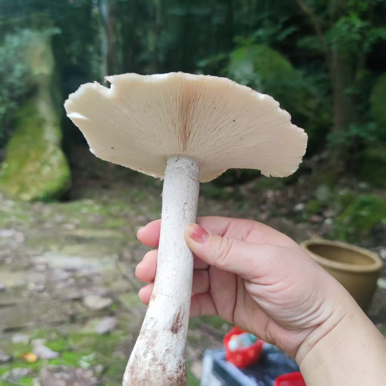图片附件