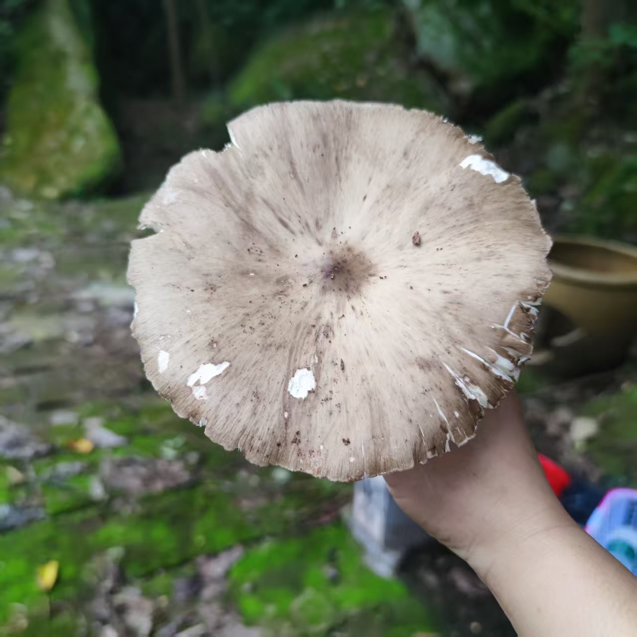 图片附件