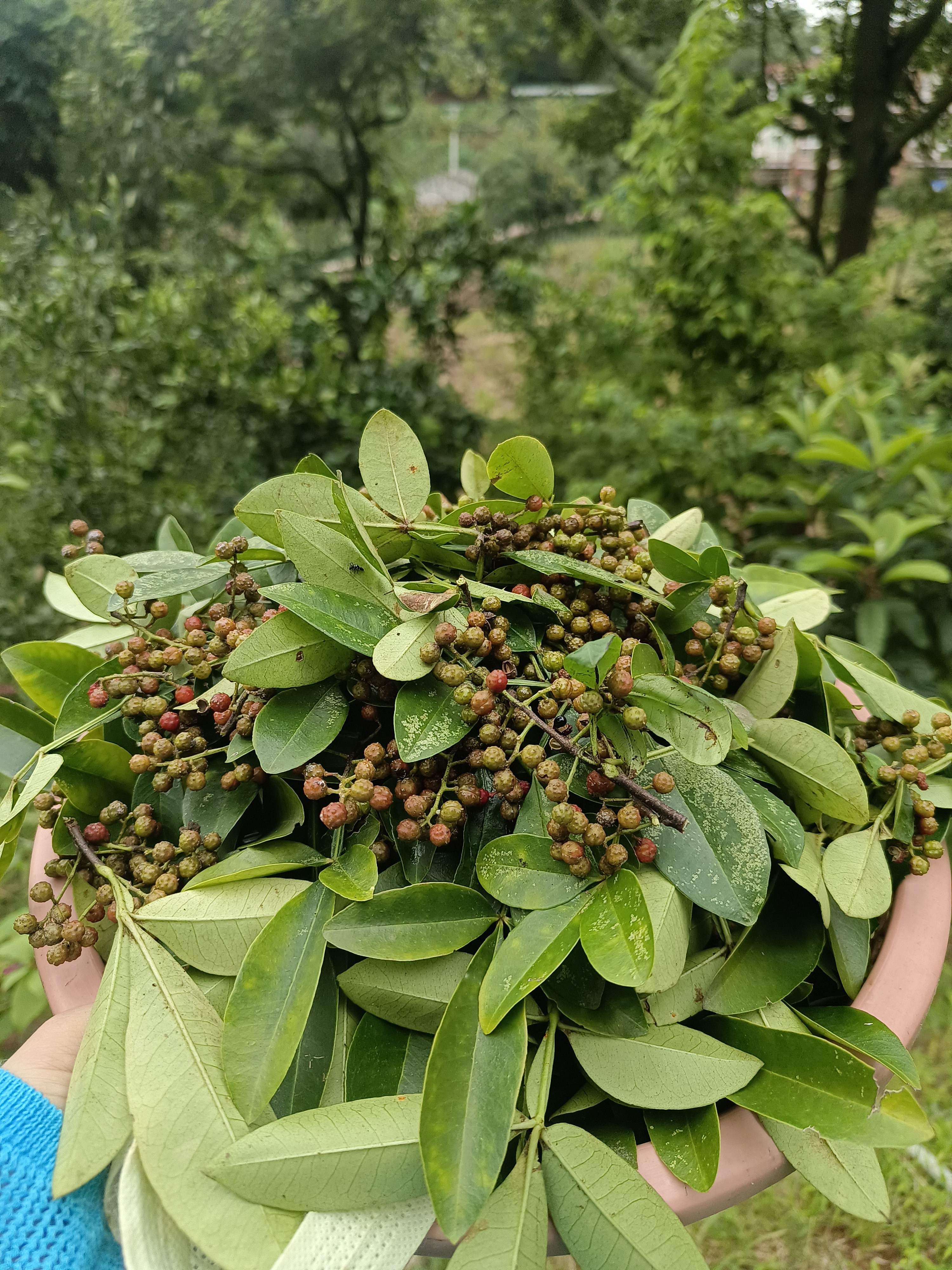 图片附件