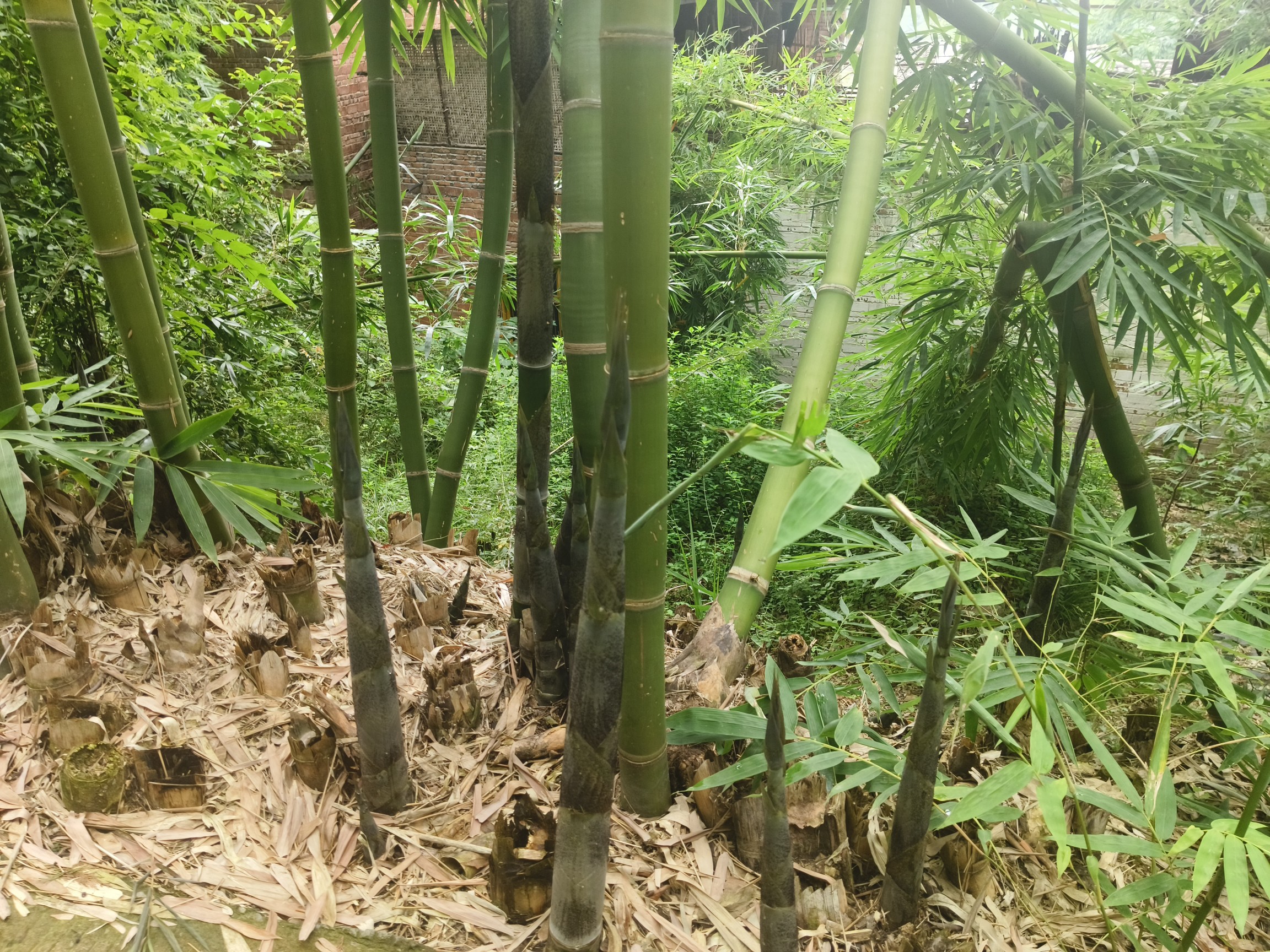 图片附件