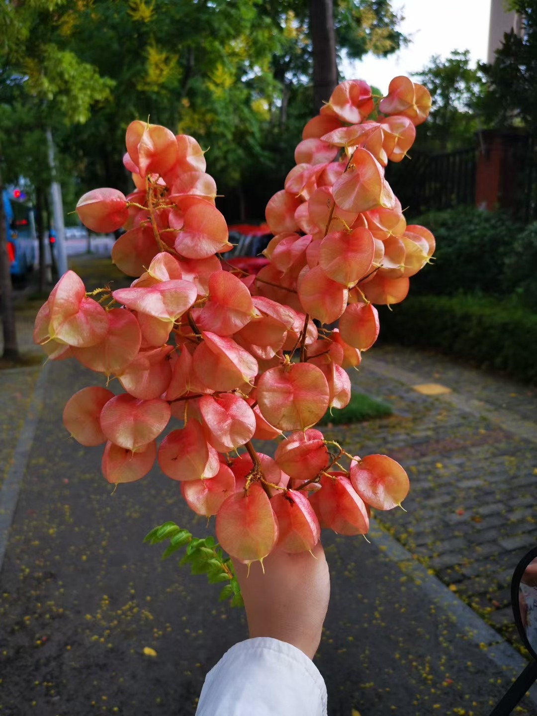 图片附件