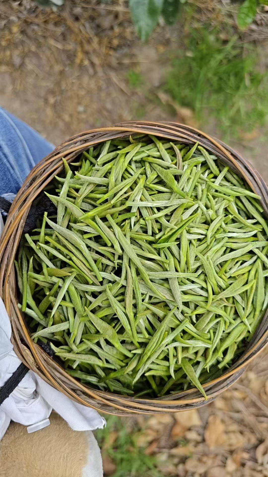 图片附件