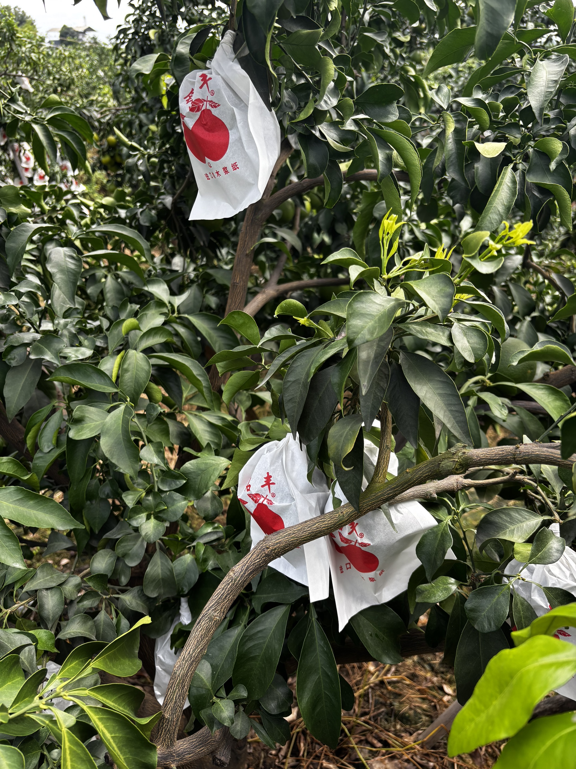 图片附件