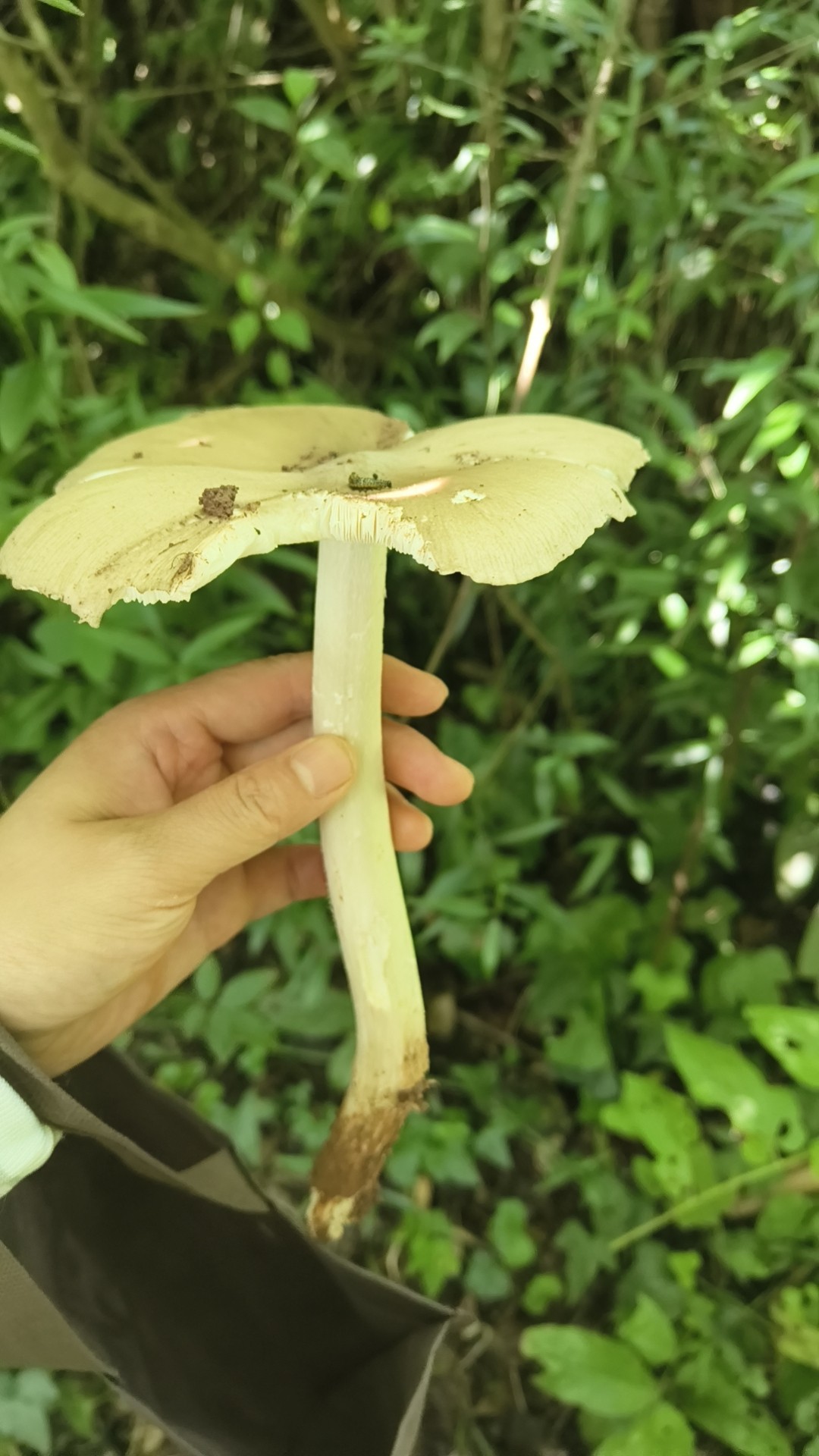 图片附件