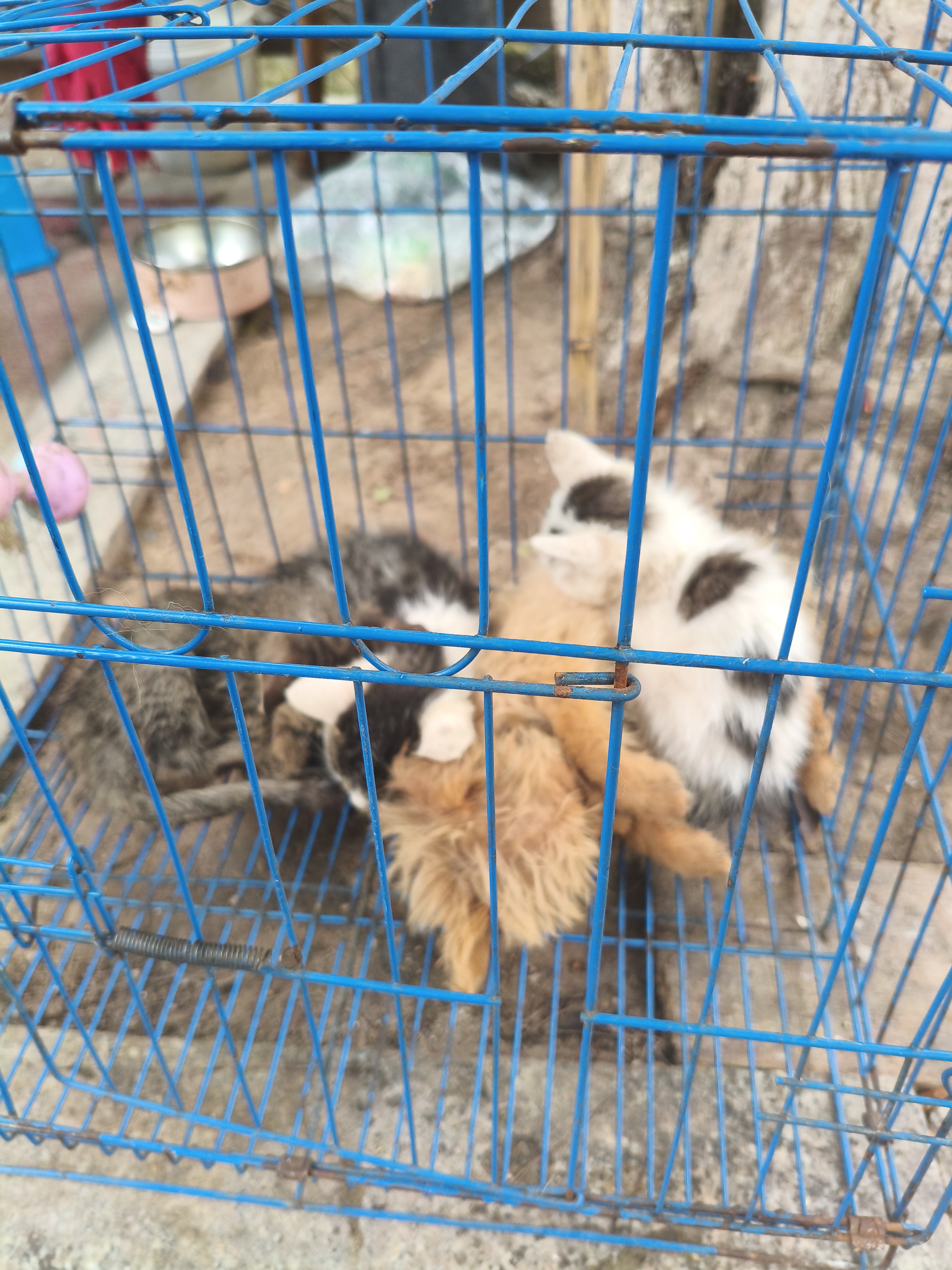 图片附件
