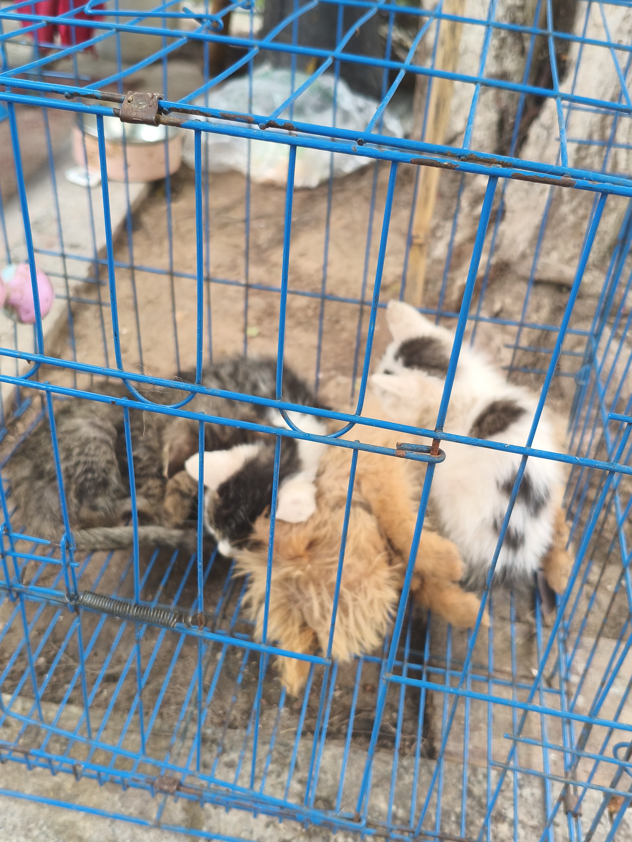 图片附件