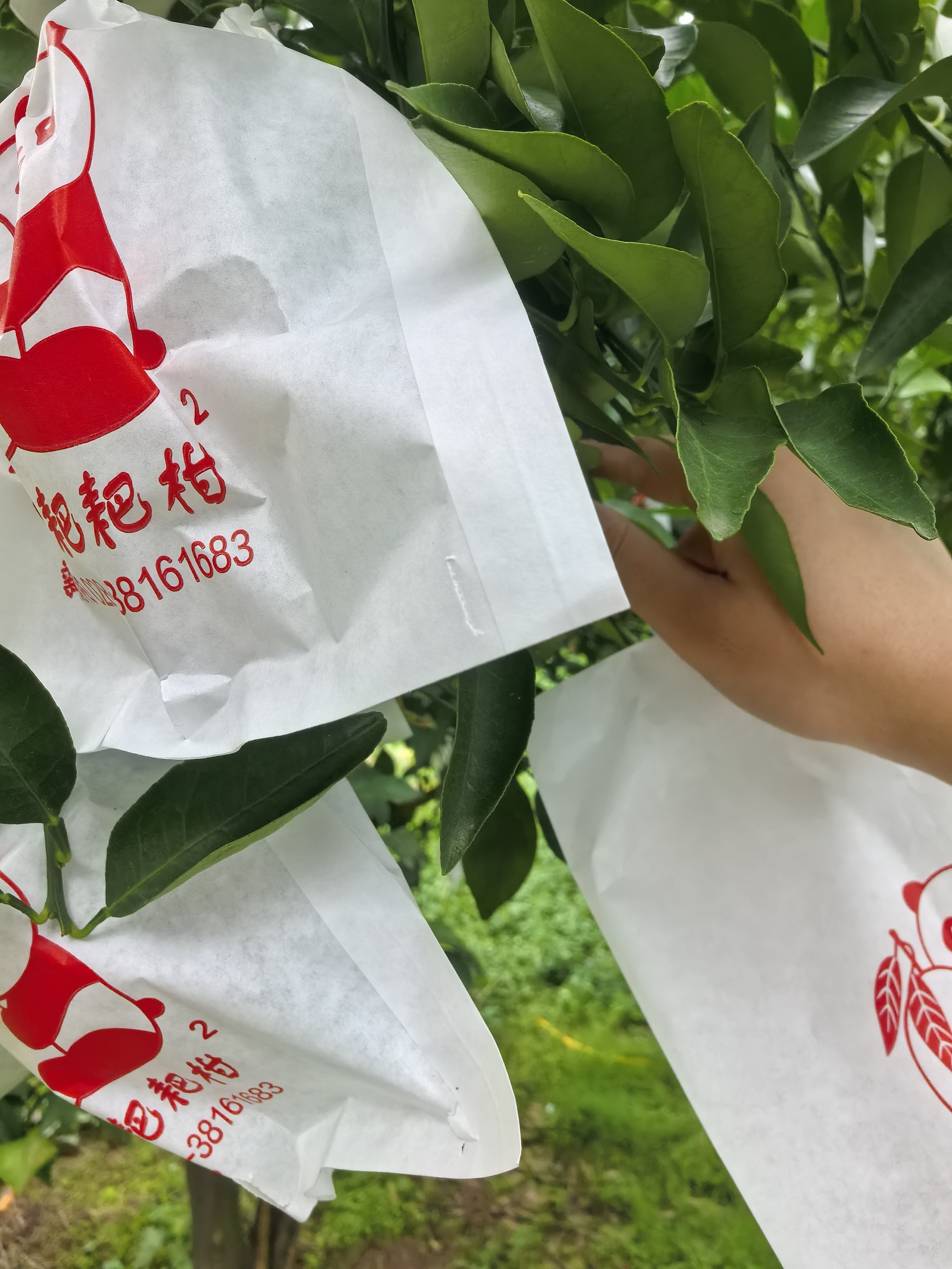 图片附件
