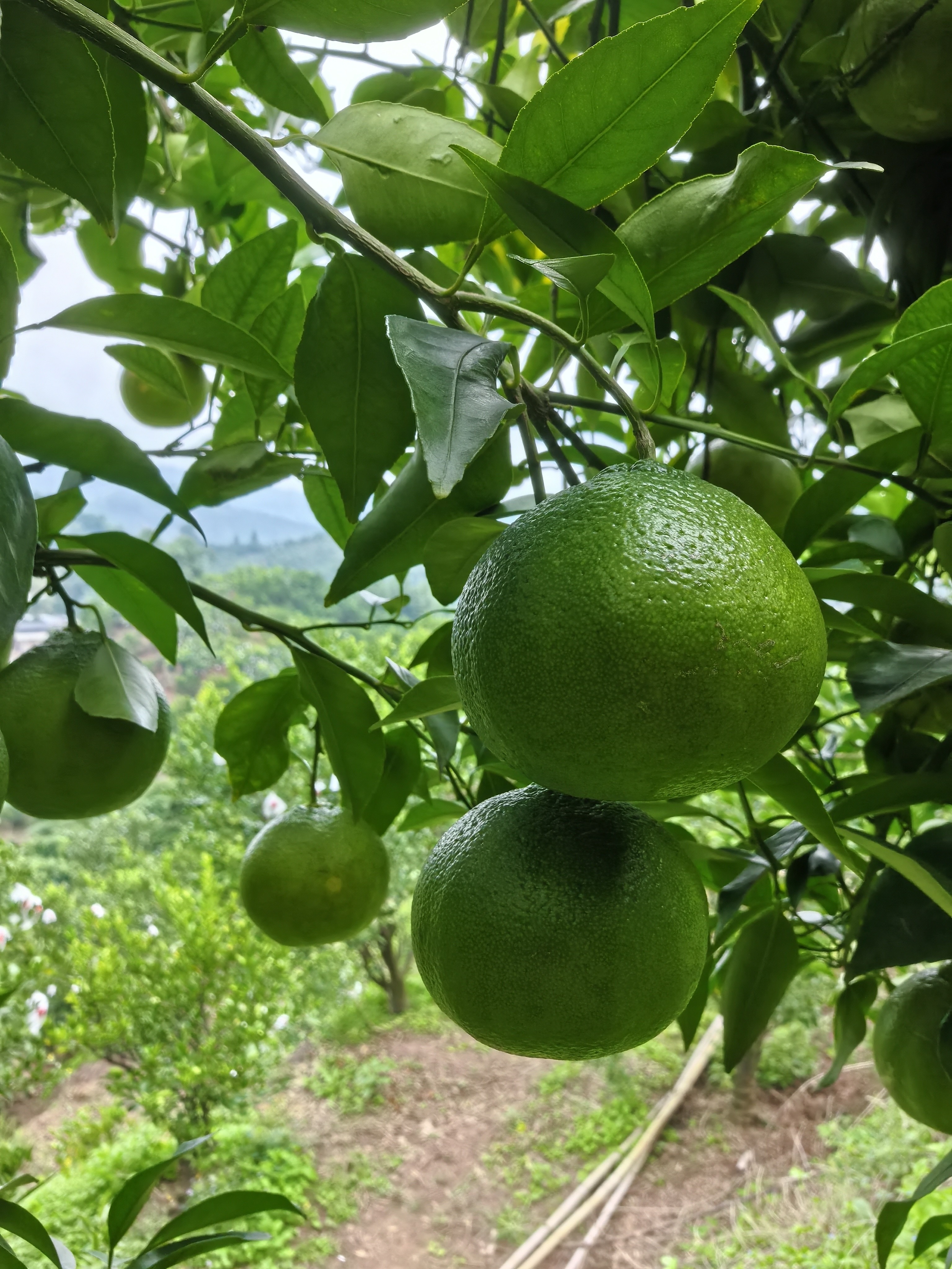 图片附件