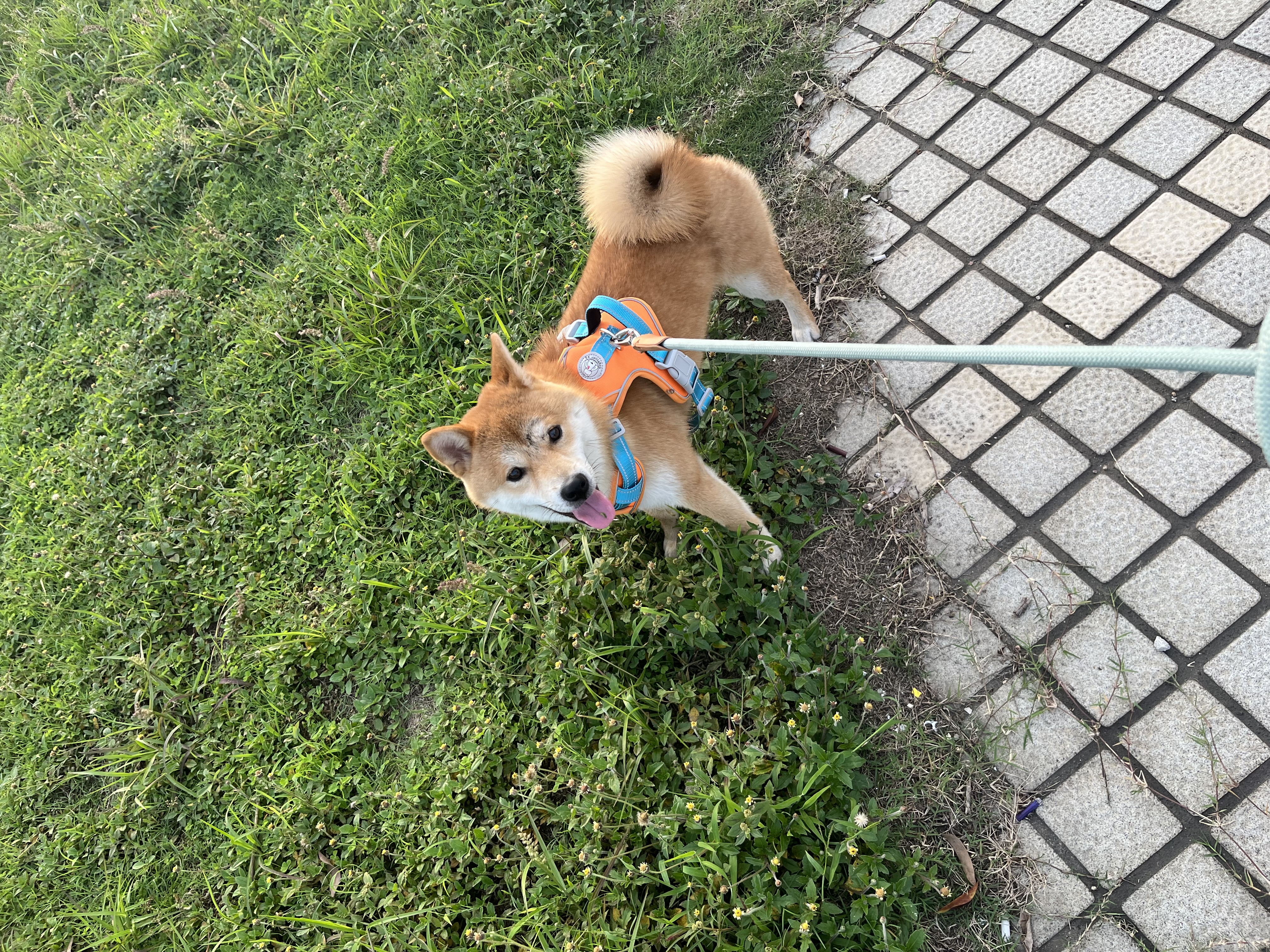 图片附件