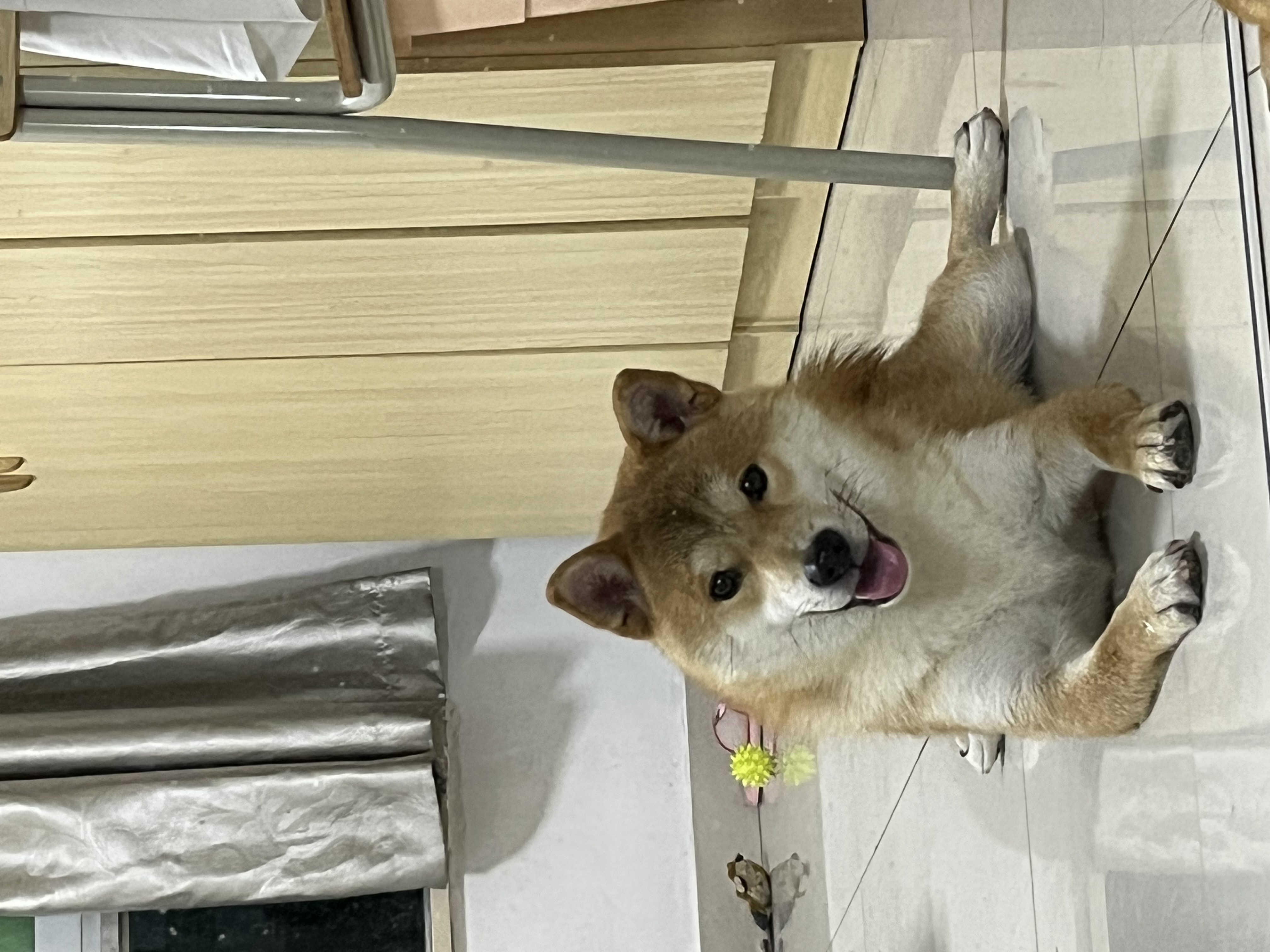 图片附件