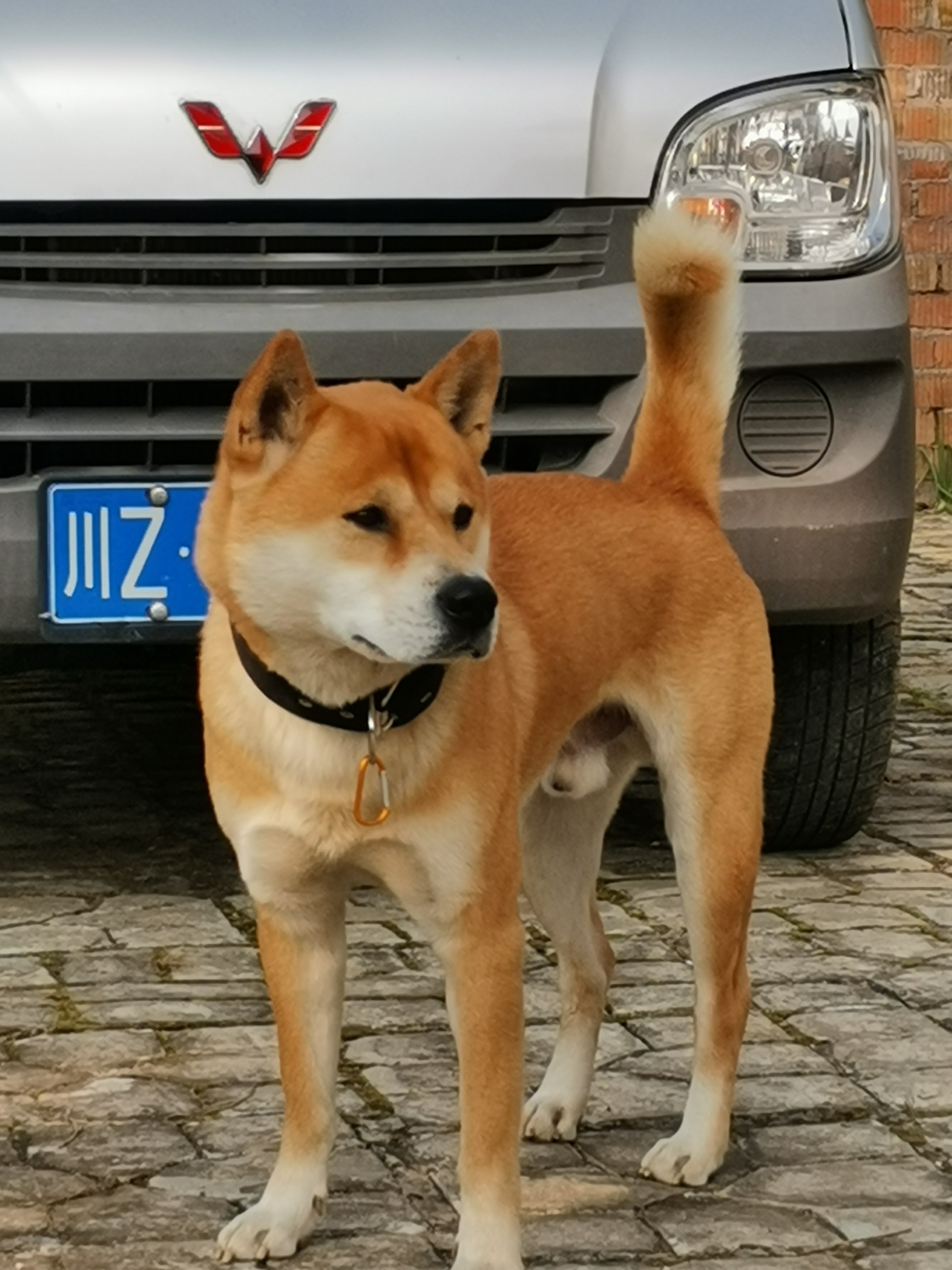 图片附件