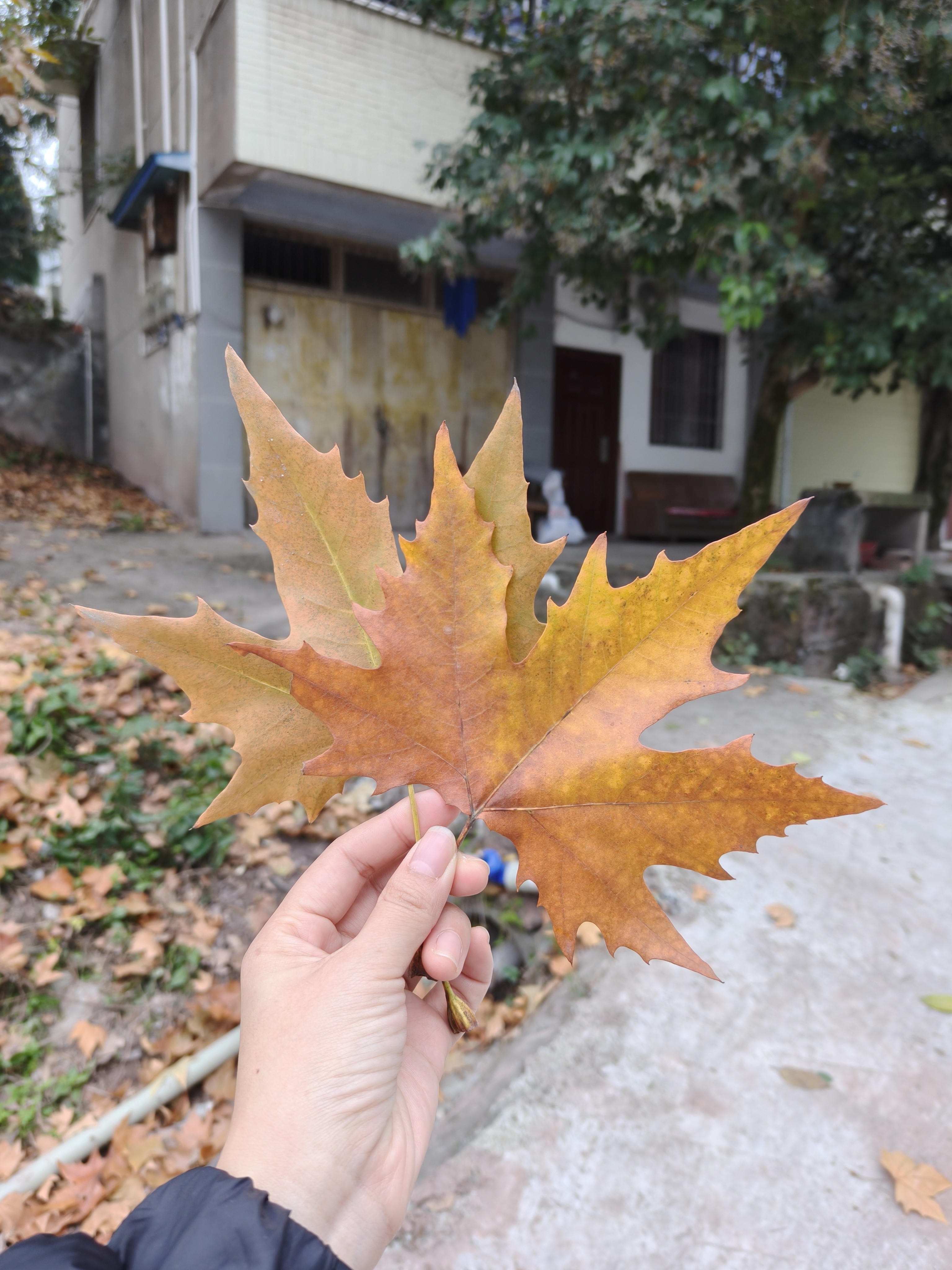 图片附件