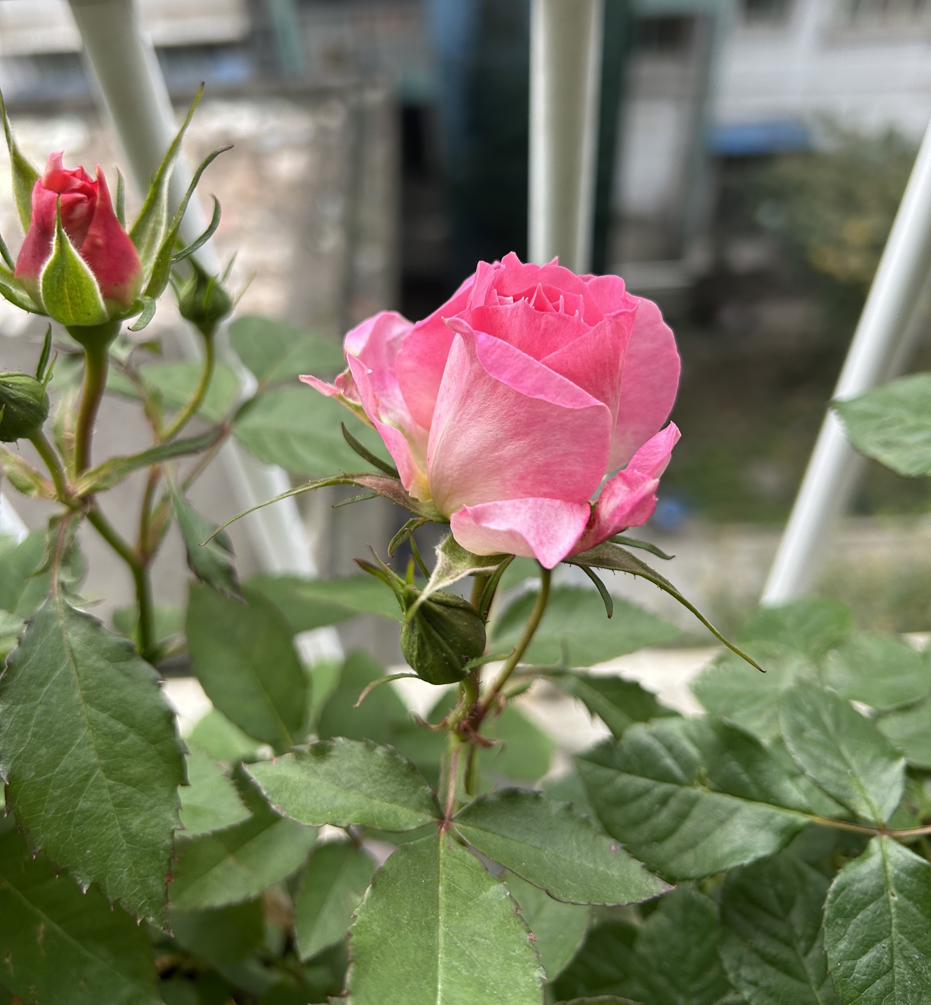 图片附件