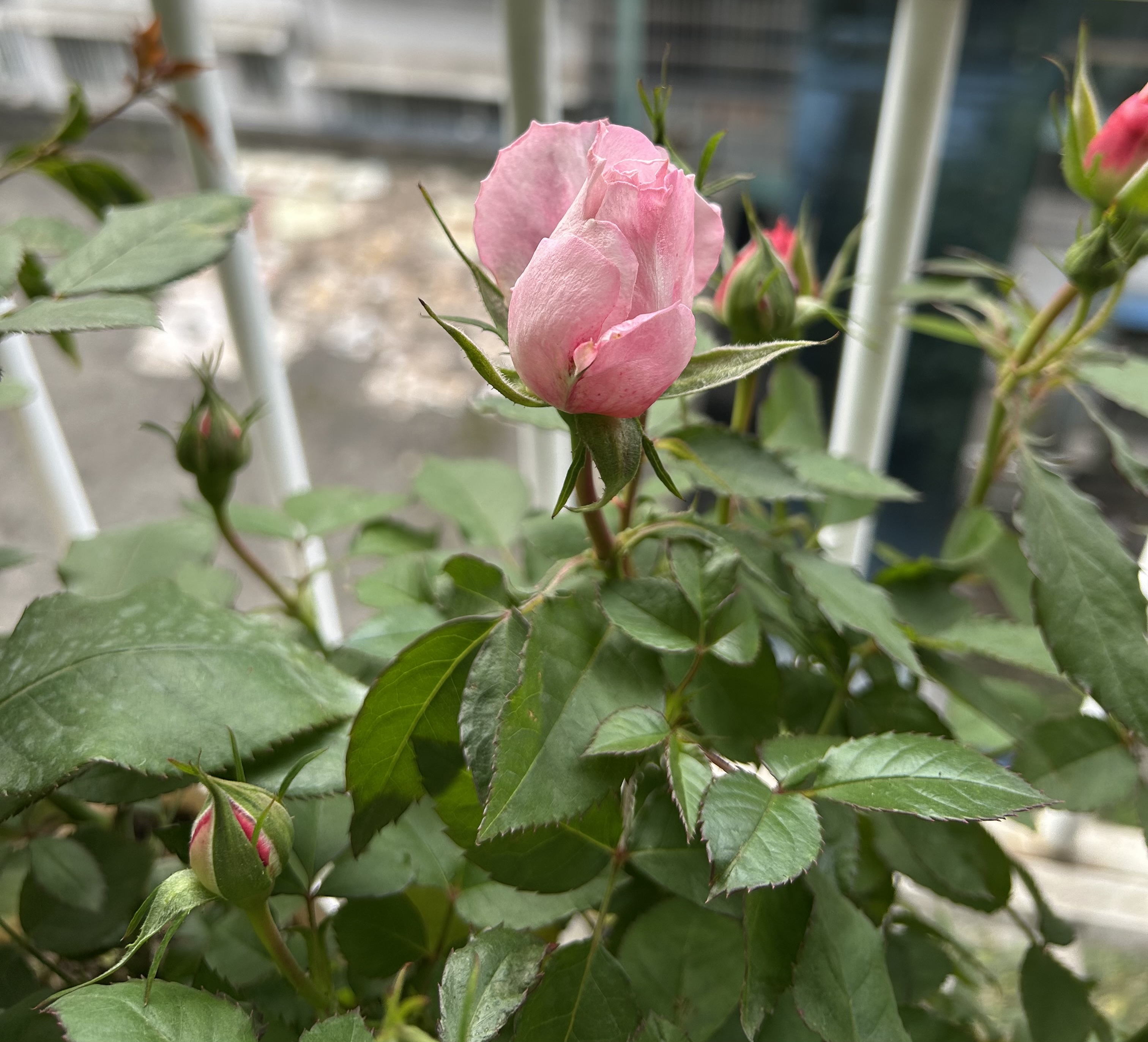 图片附件